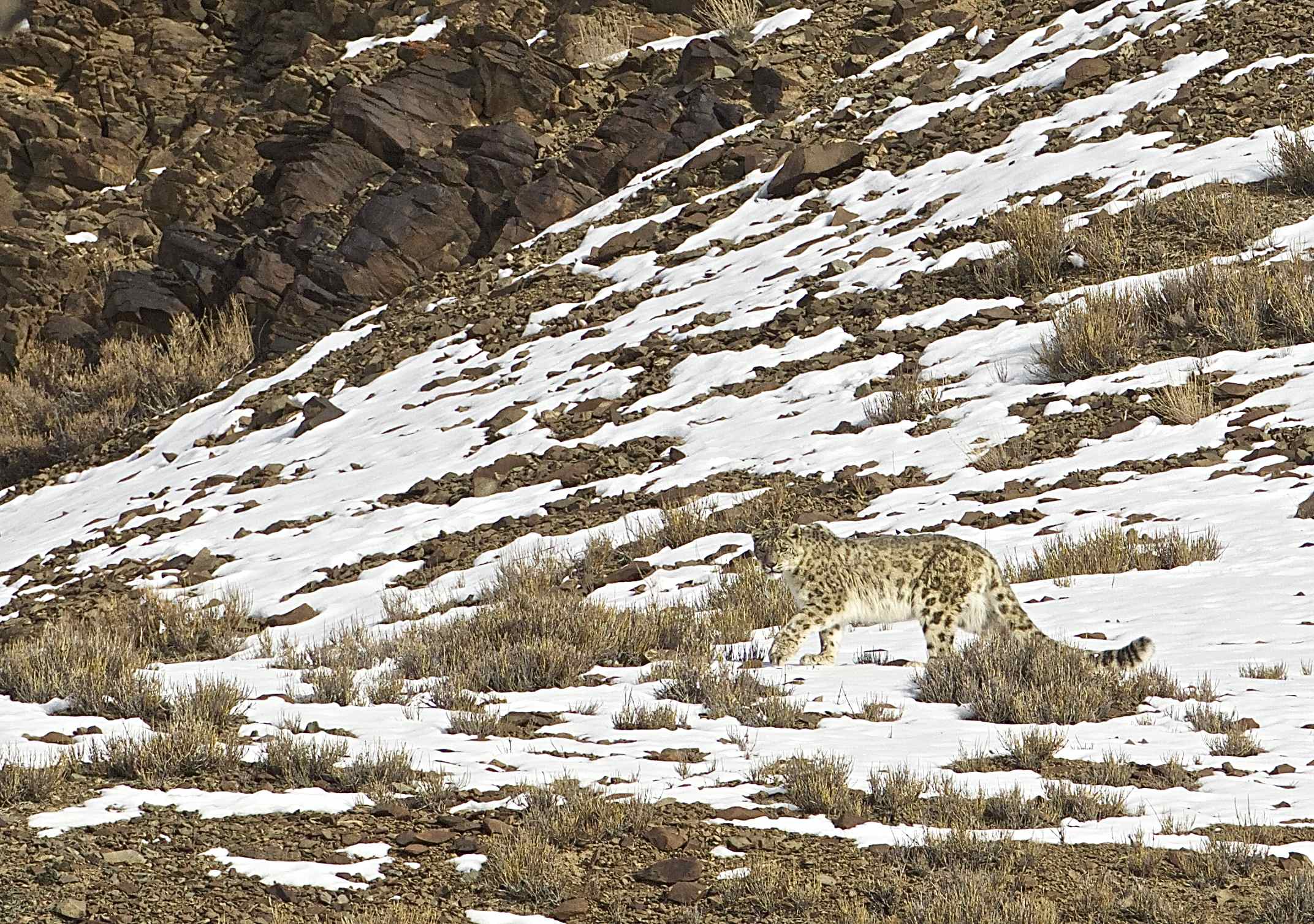 PT Aware Vol 10 Snow Leopard Angus Fraser