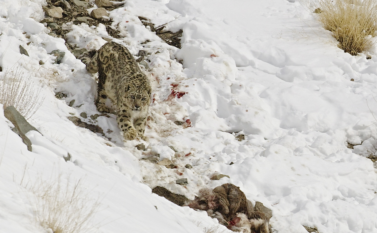 PT Aware Vol 10 Snow Leopard image by Angus Fraser