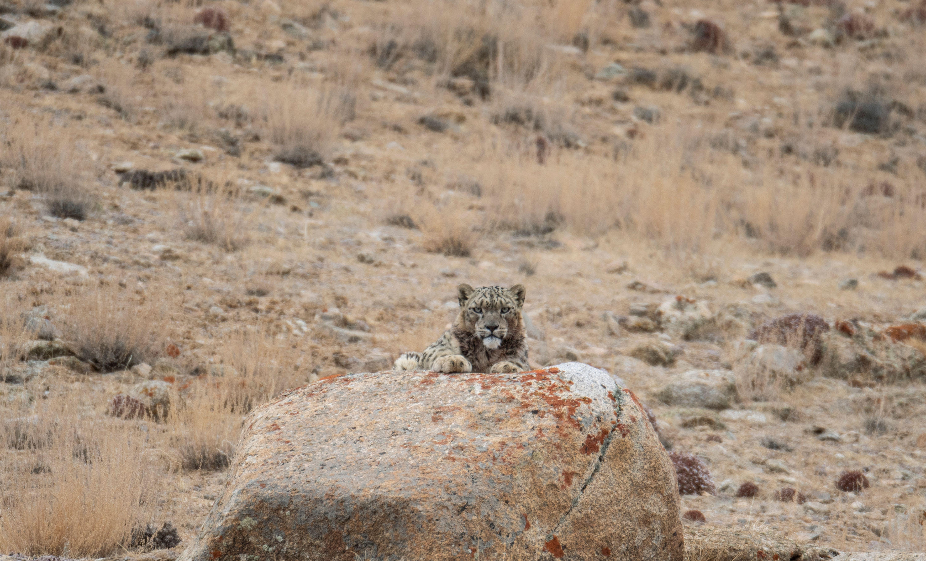 PT Aware Vol 10 Snow Leopard image Imaran