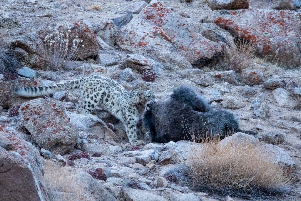 PT Aware Vol 10 Snow Leopard image by Imaran