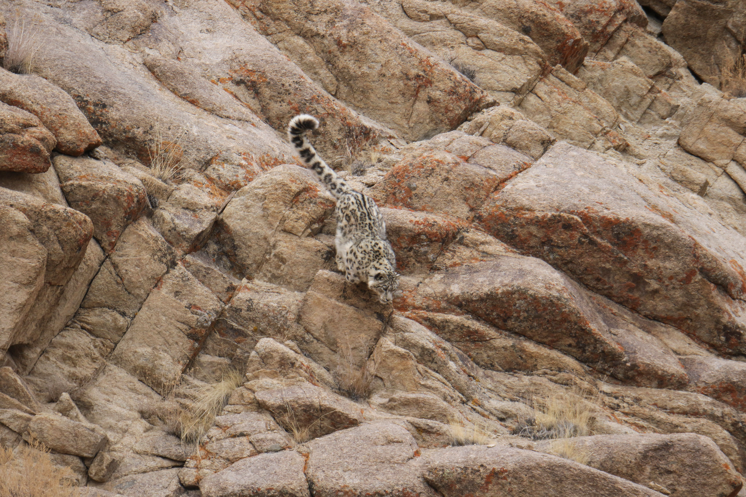 PT Aware Vol 10 Snow Leopard image Imaran