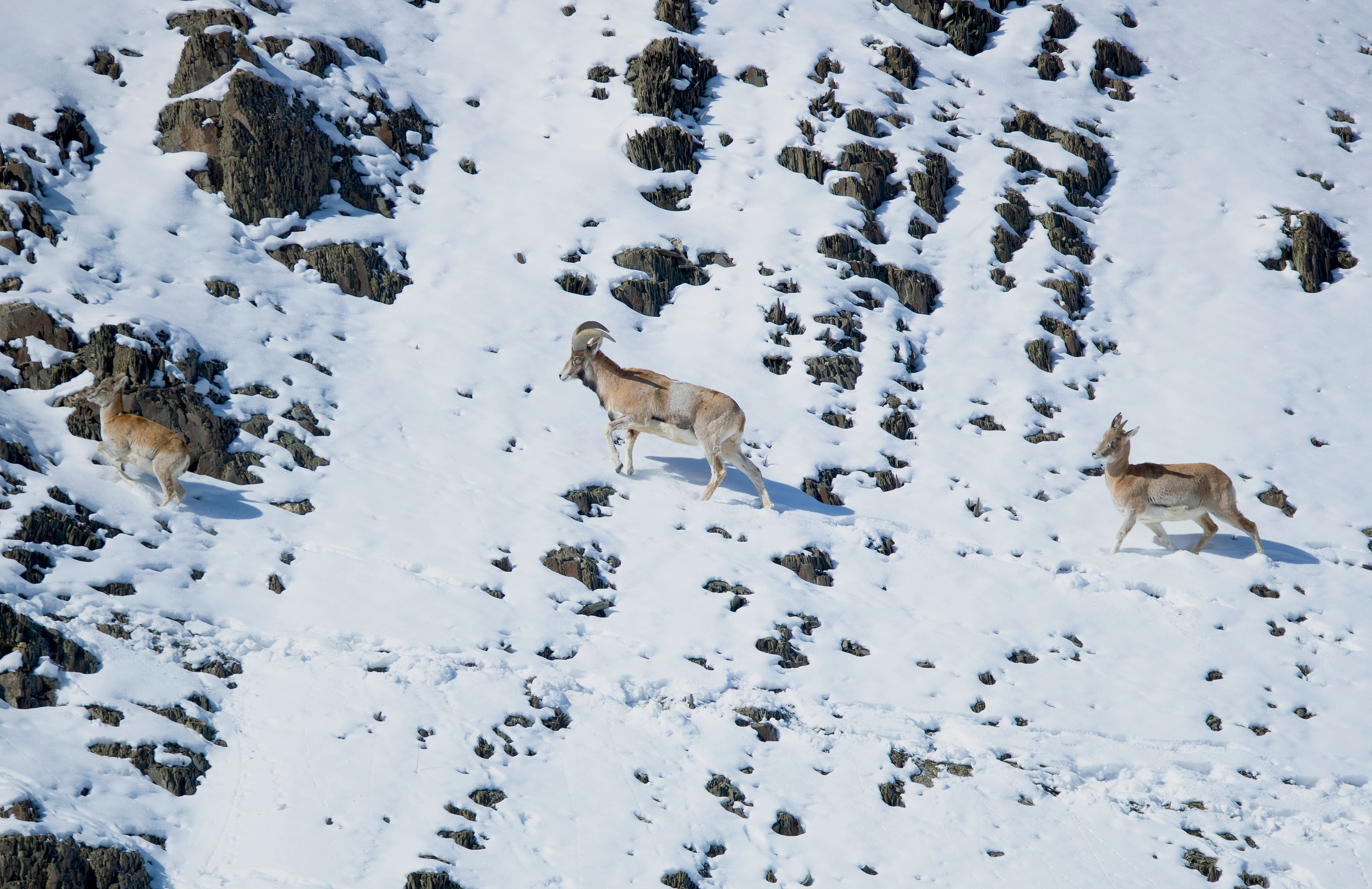 PT Aware Vol 10 Snow Leopard image Imaran