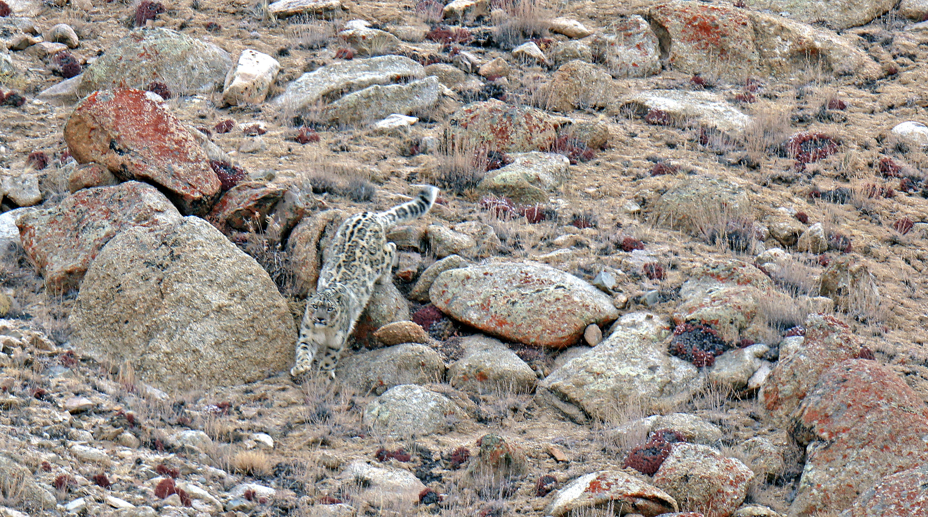PT Aware Vol 10 Snow Leopard image by Imaran