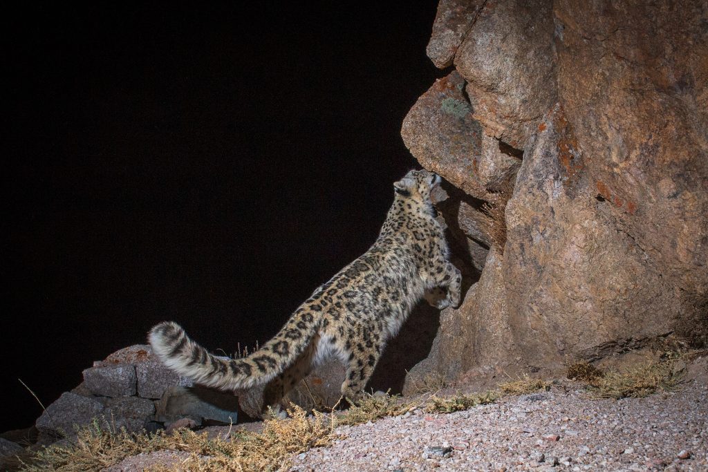 PT Aware Vol 10 Snow Leopard image by Sascha Fonseca
