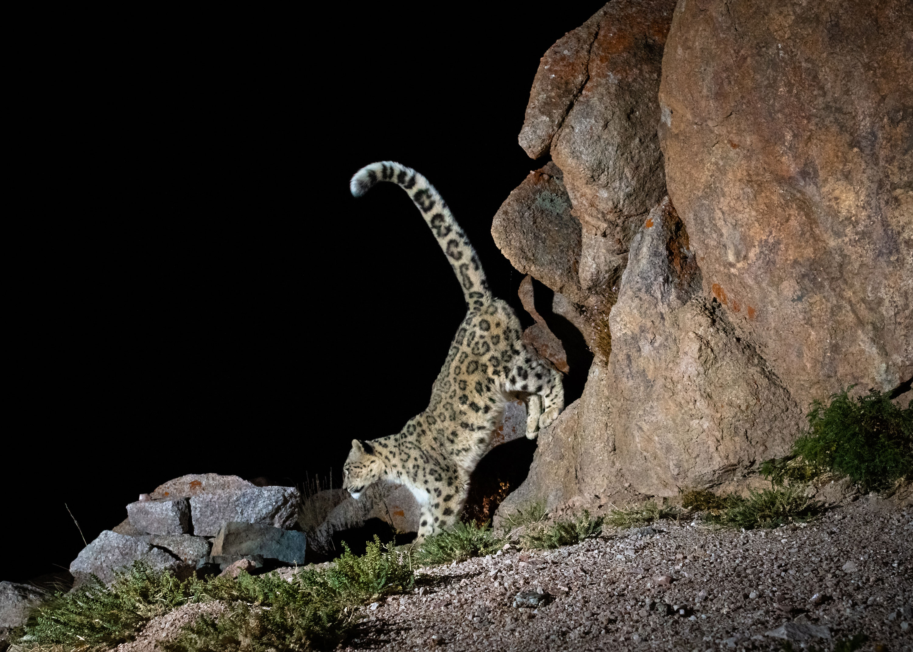 PT Aware Vol 10 Snow Leopard image by Sascha Fonseca