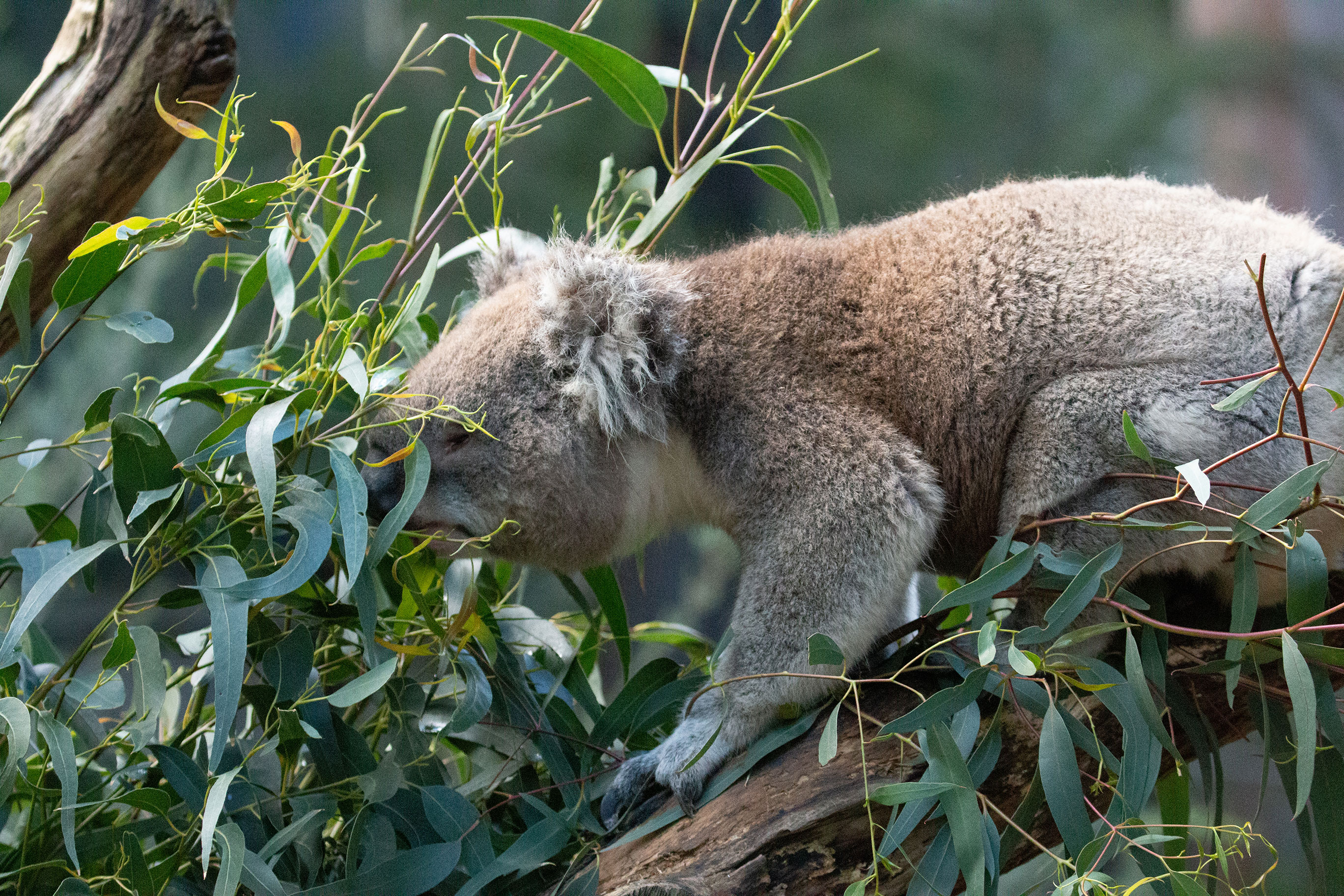 Koala - Species - PT Explorer - Vol 23