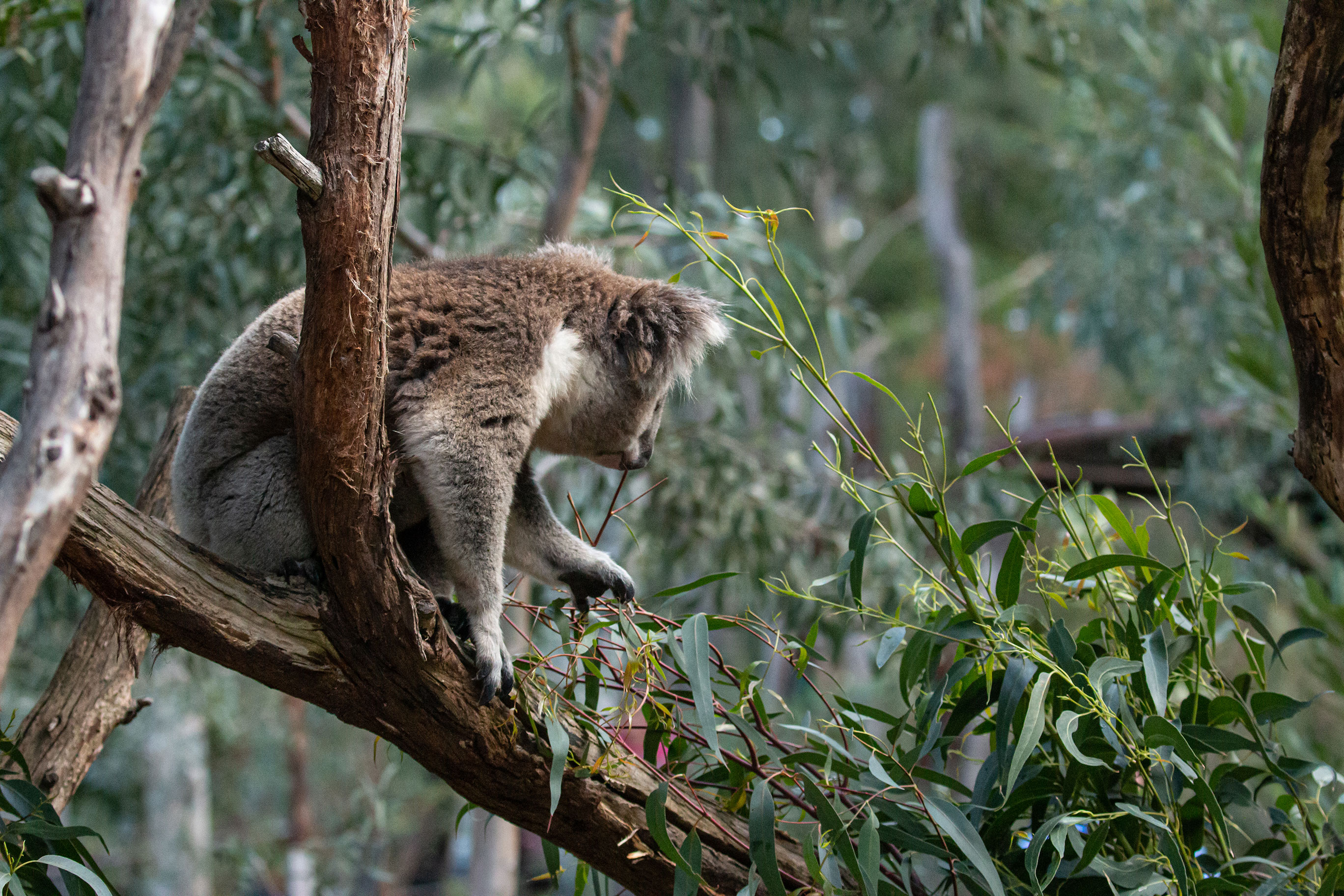 Koala - Species - PT Explorer - Vol 23