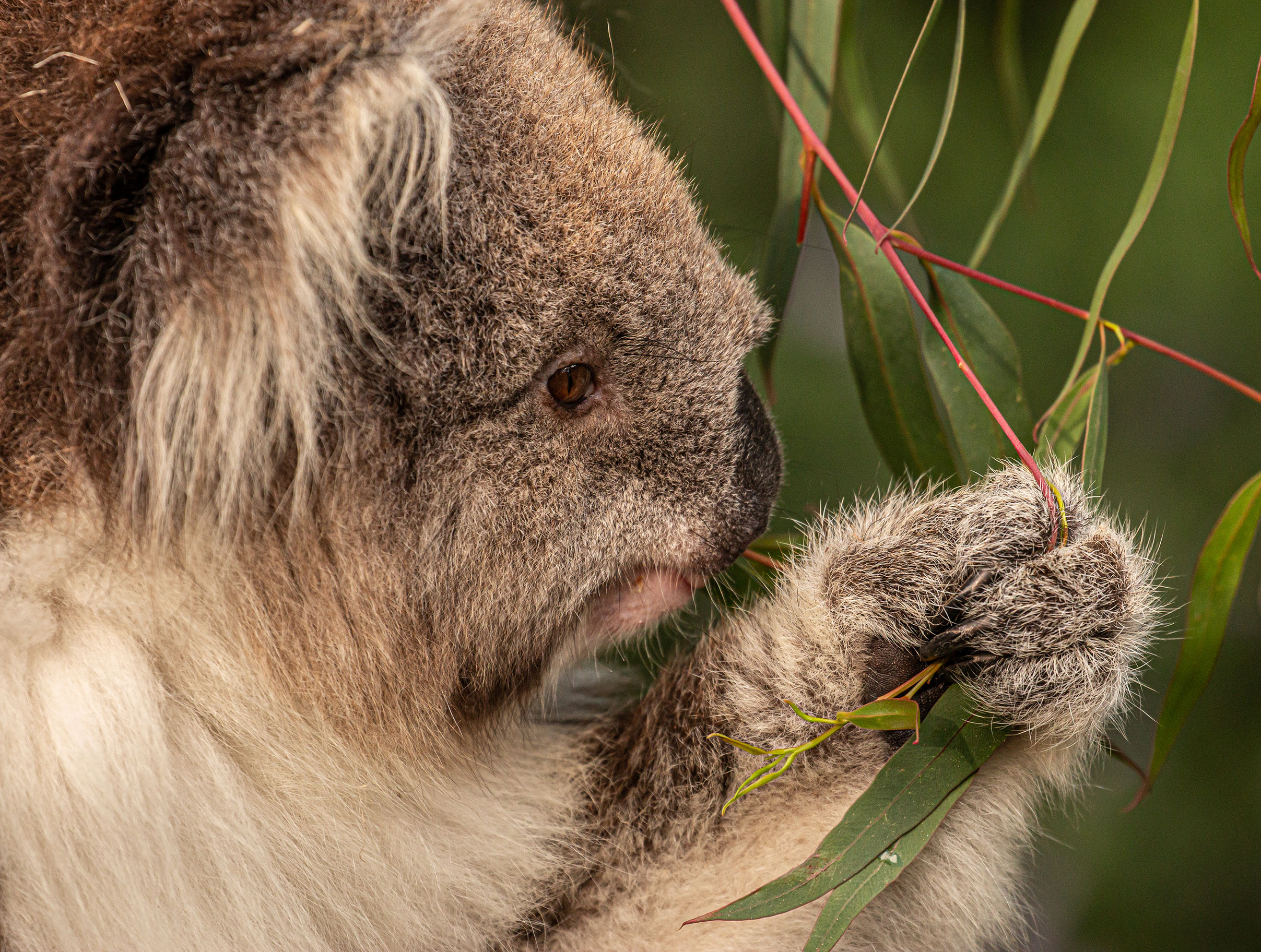 Koala - Species - PT Explorer - Vol 23