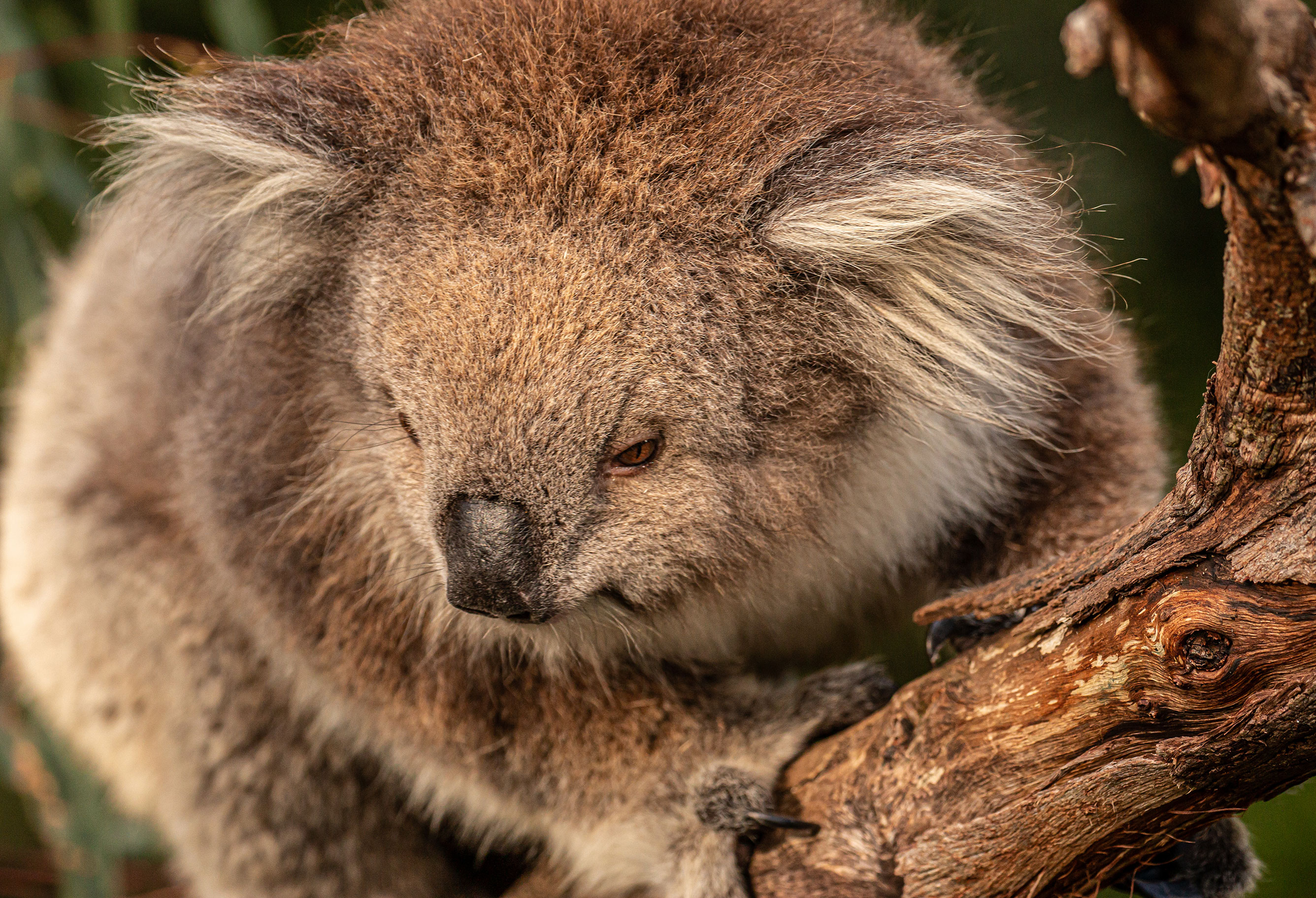 Koala - Species - PT Explorer - Vol 23