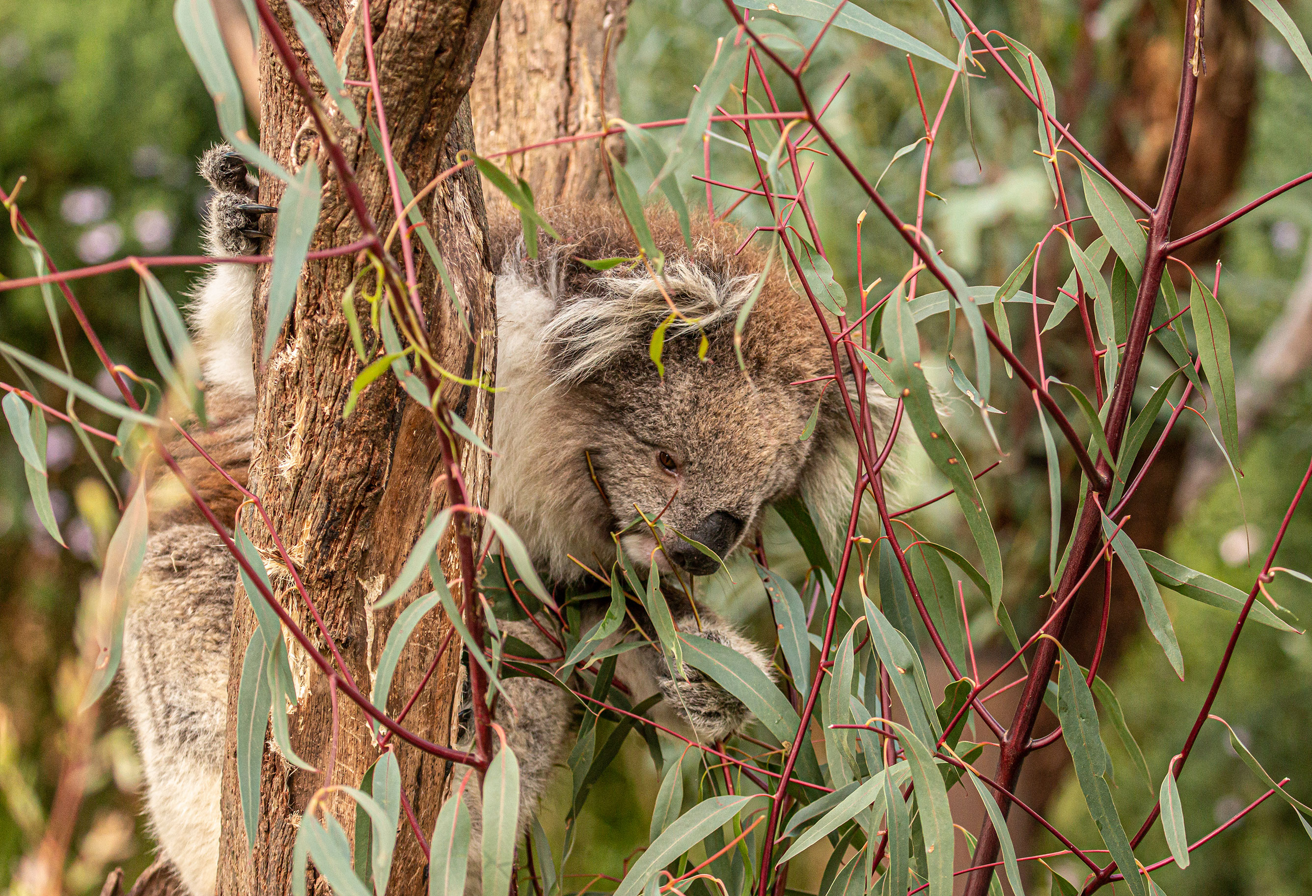 Koala - Species - PT Explorer - Vol 23
