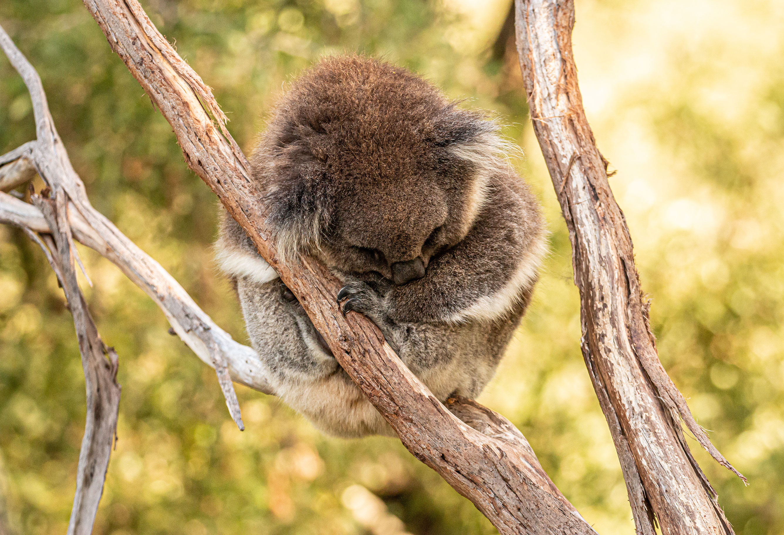 Koala - Species - PT Explorer - Vol 23