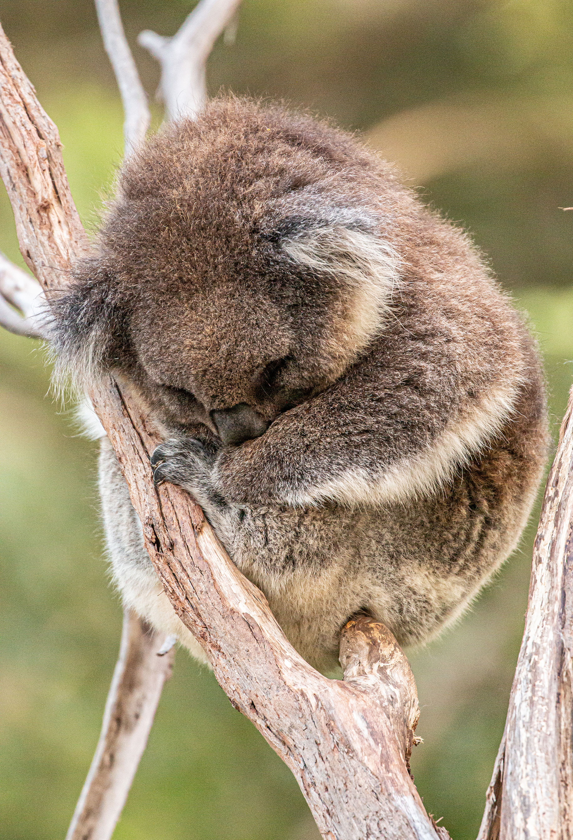 Koala - Species - PT Explorer - Vol 23