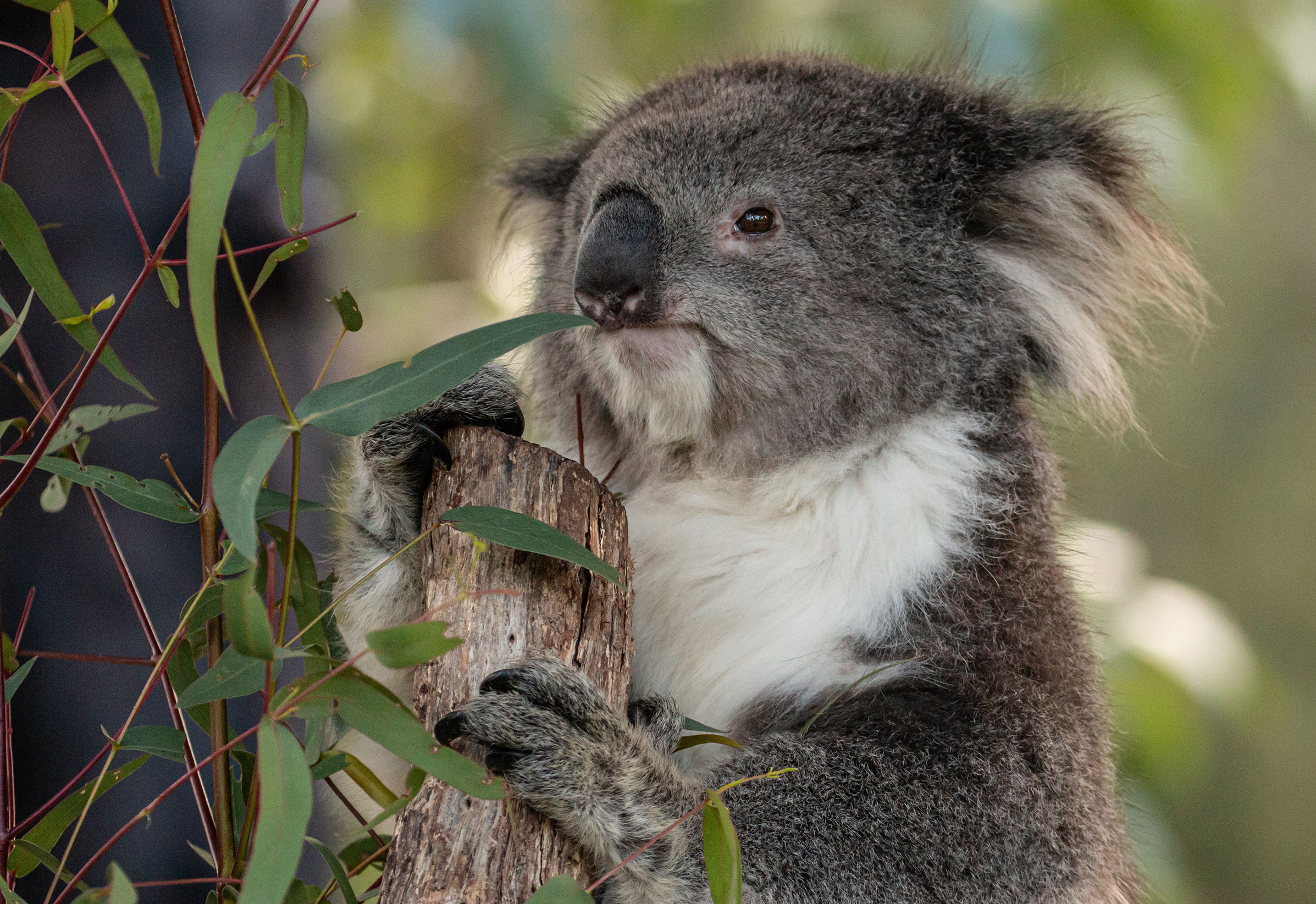 Koala - Species - PT Explorer - Vol 23