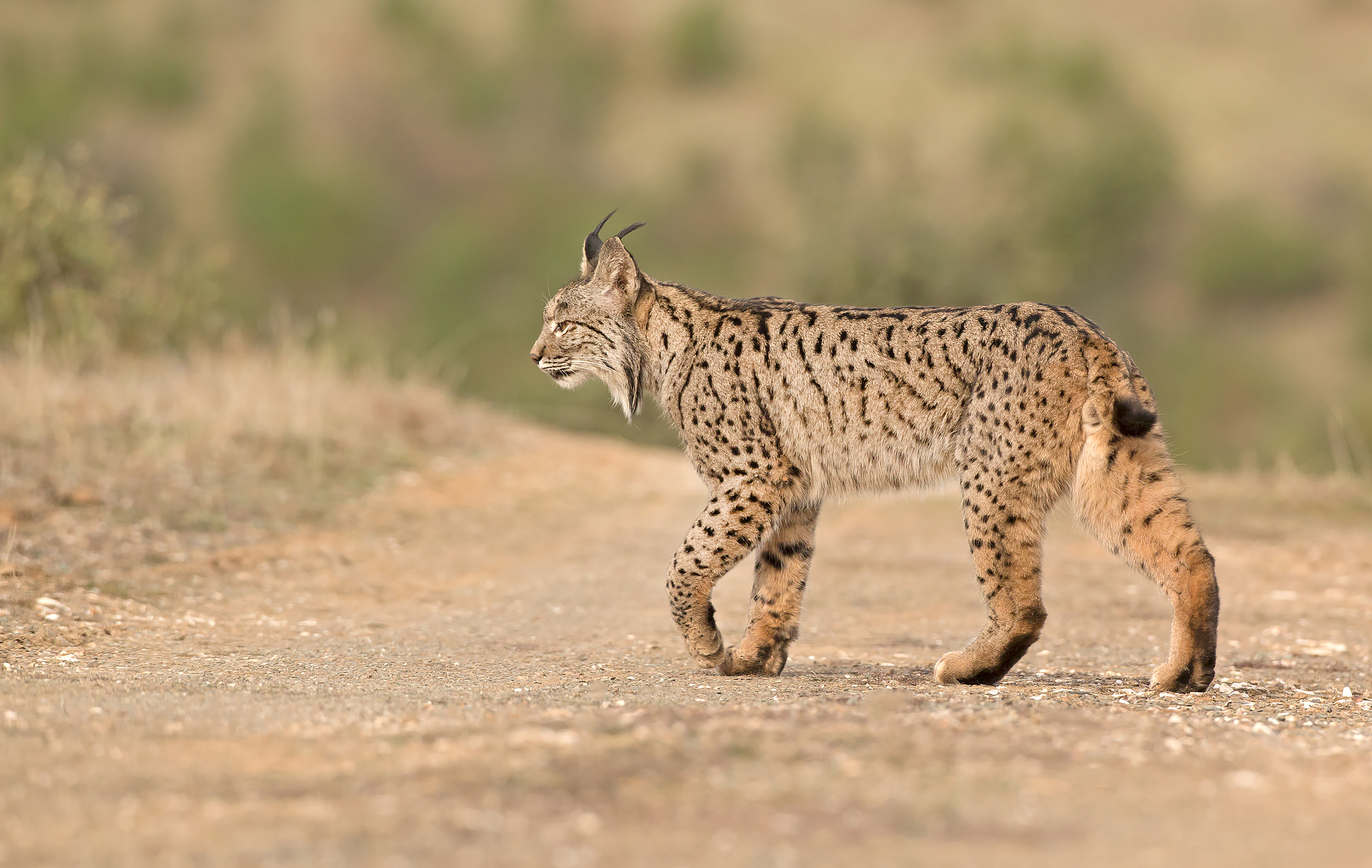 PT_VOL_15_Cover_Goeff_Iberian lynx (Lynx pardinus)