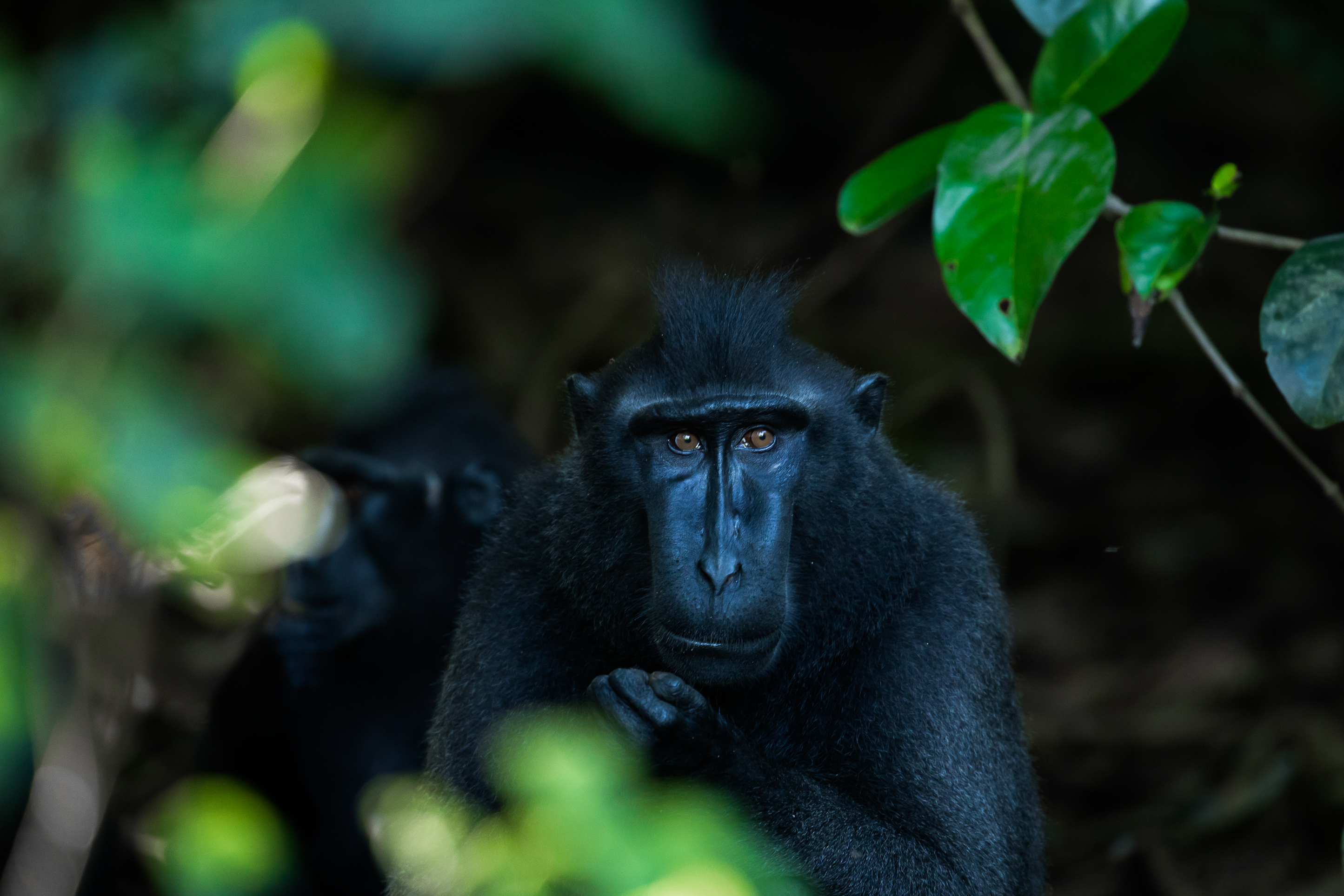 Crested Black Macaque
