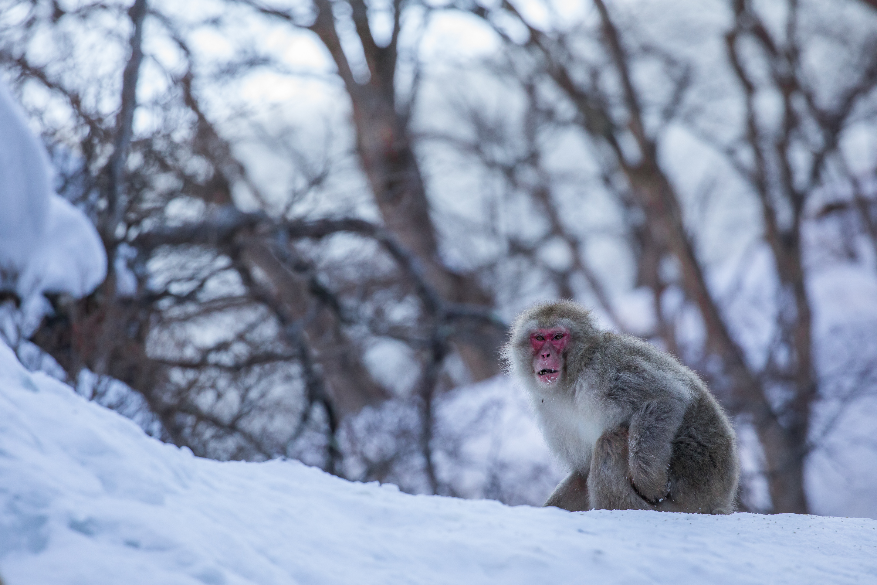 Japanese Snow Monkey - - PT Explorer - Vol 23 - Interview