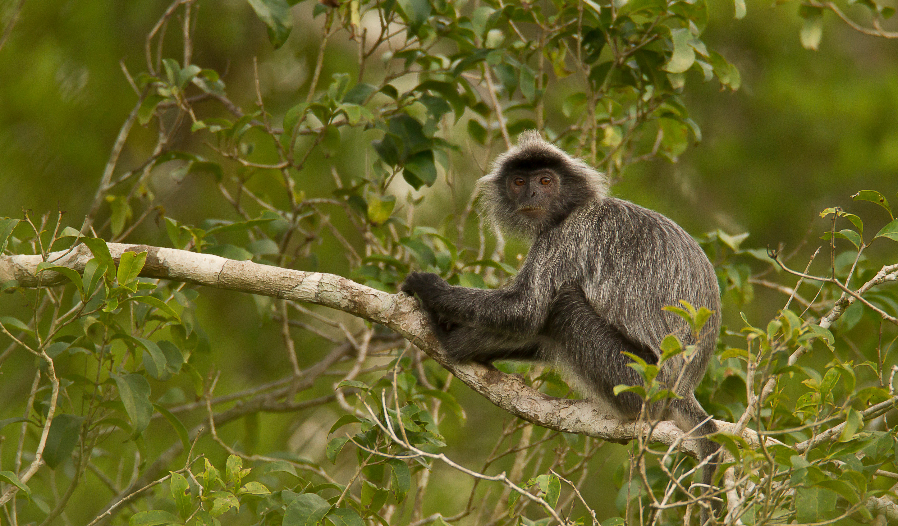 Silvery Lutung - PT Explorer - Vol 23 - Interview