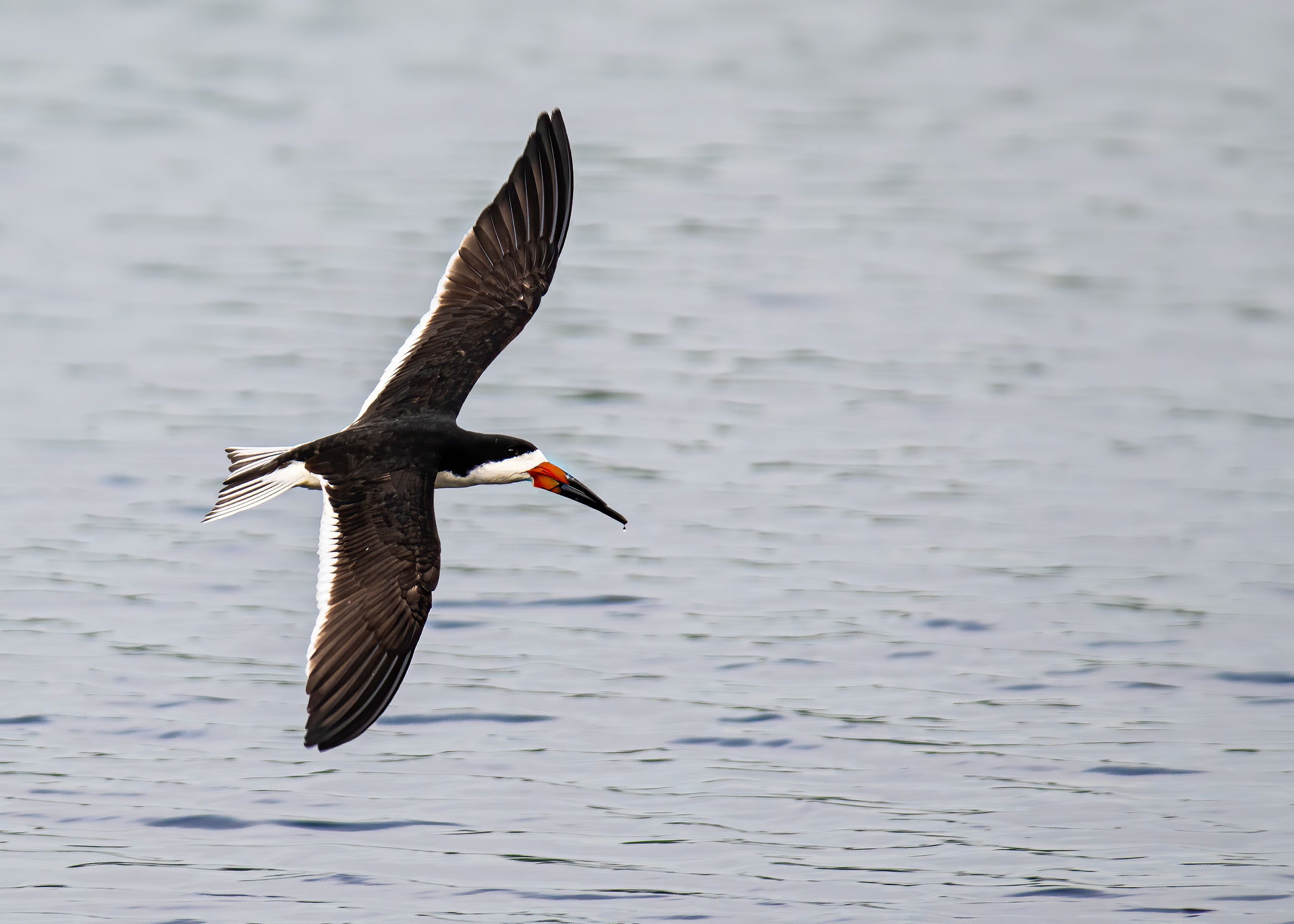 Bombay Hook National Wildlife Refuge, United States