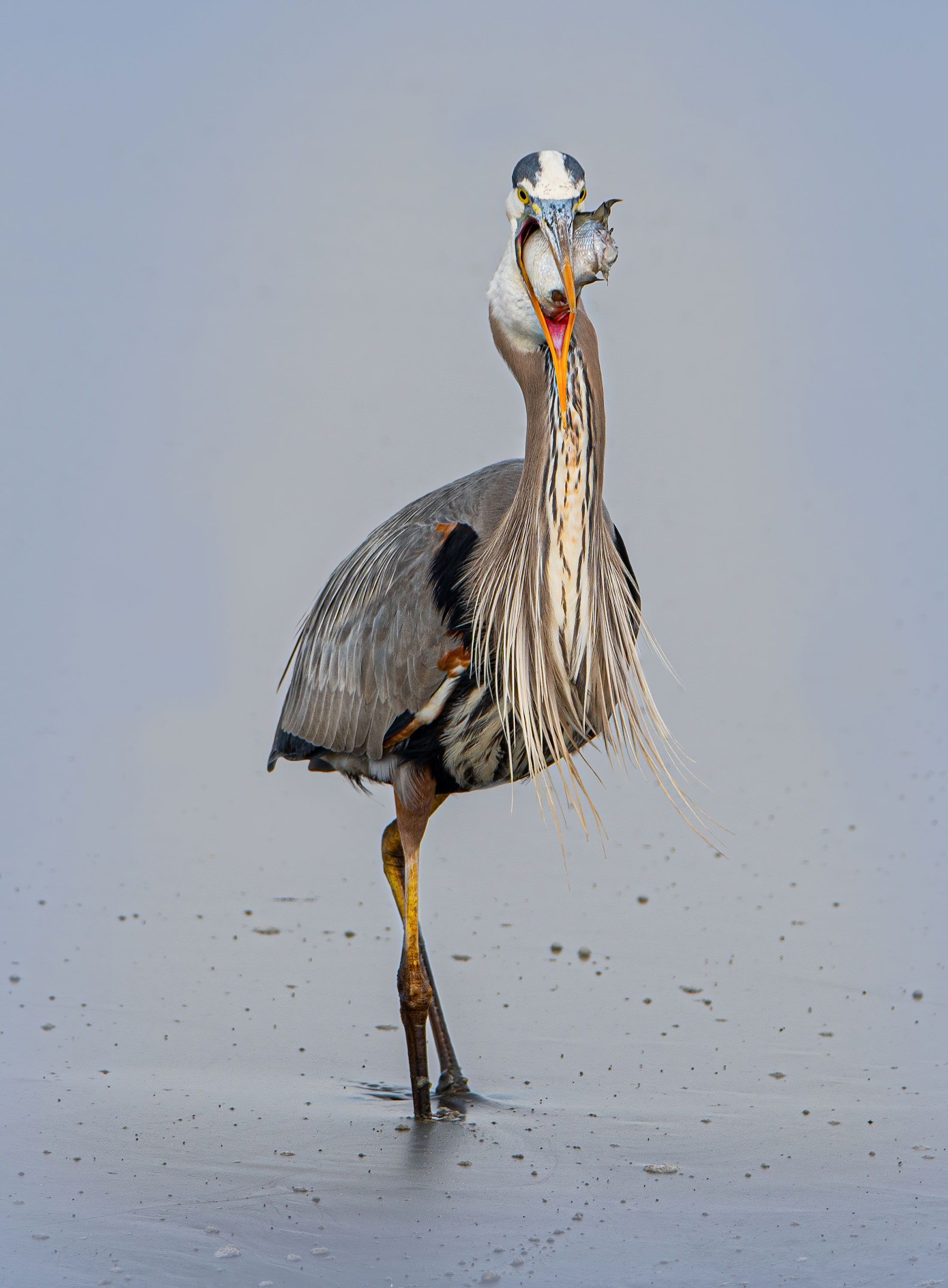 Bombay Hook National Wildlife Refuge, United States