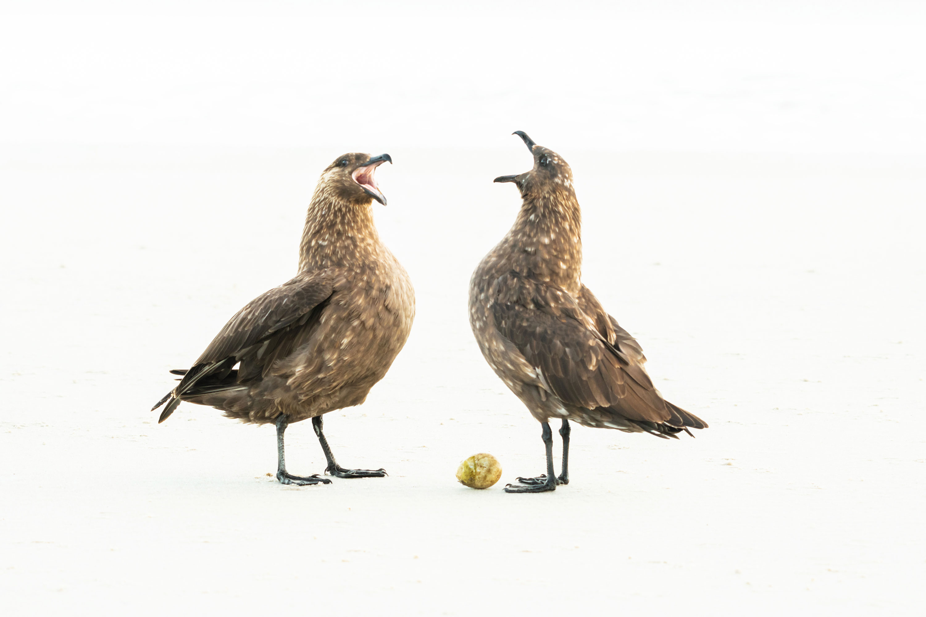 PT VOL 24 - Travel - Falkland Island - By Adriana Sanz