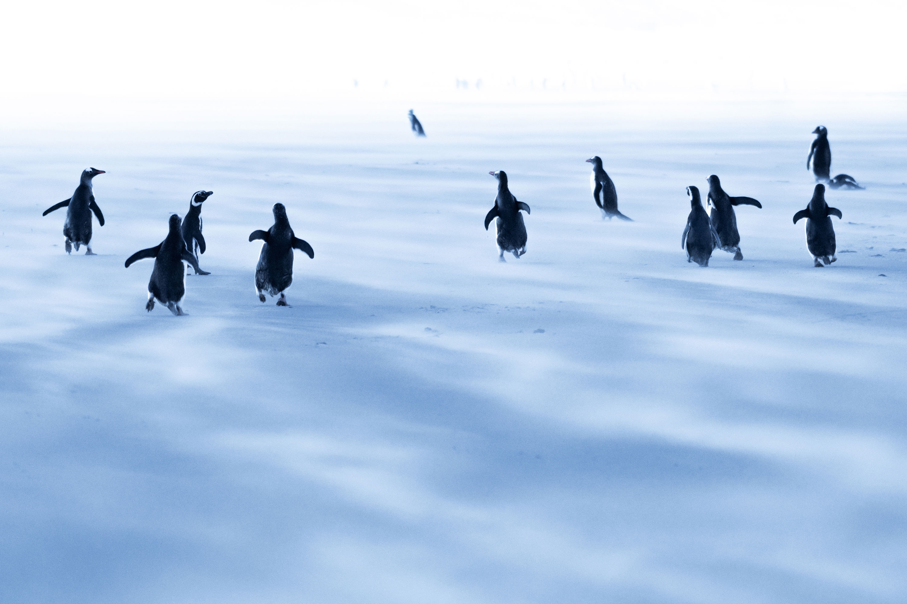 PT VOL 24 - Travel - Falkland Island - By Adriana Sanz