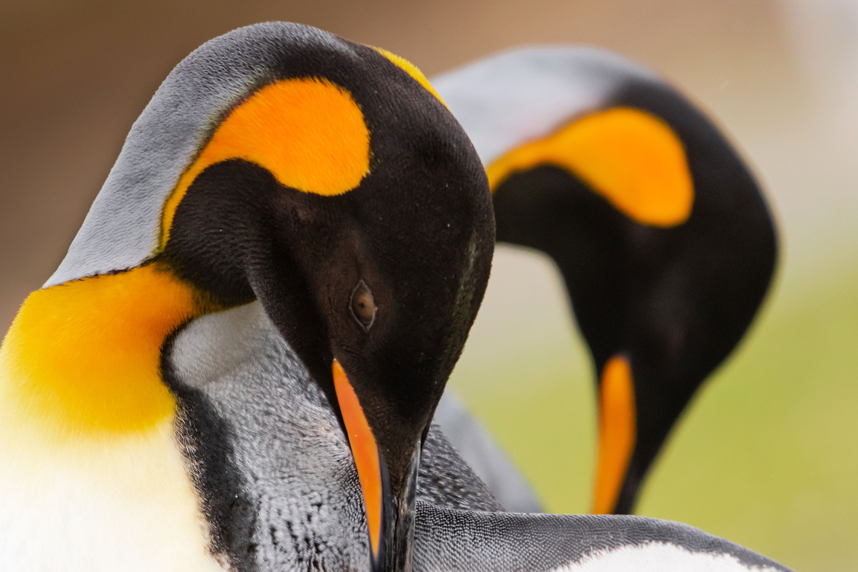 PT VOL 24 - Travel - Falkland Island - By Adriana Sanz