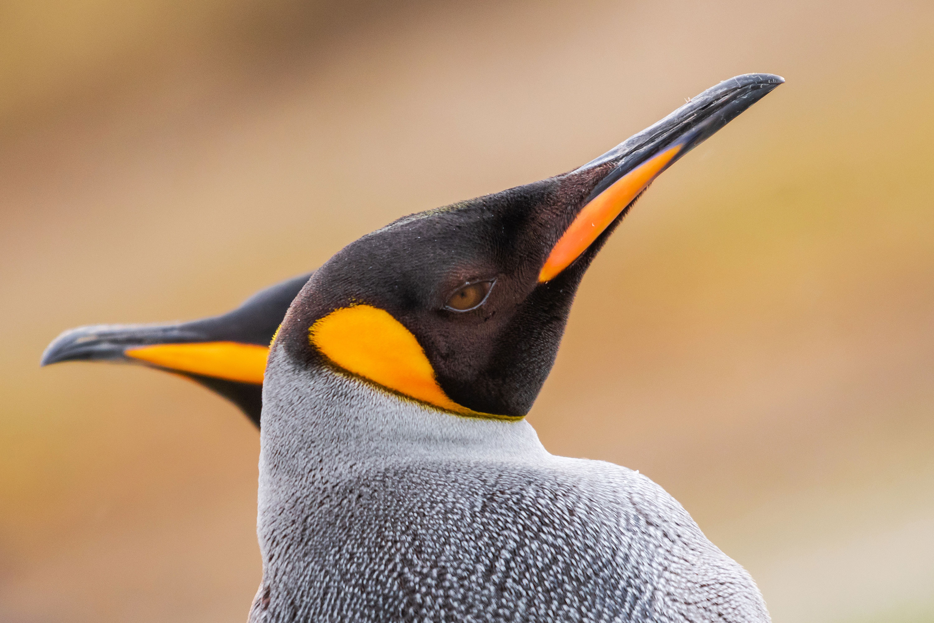 PT VOL 24 - Travel - Falkland Island - By Adriana Sanz
