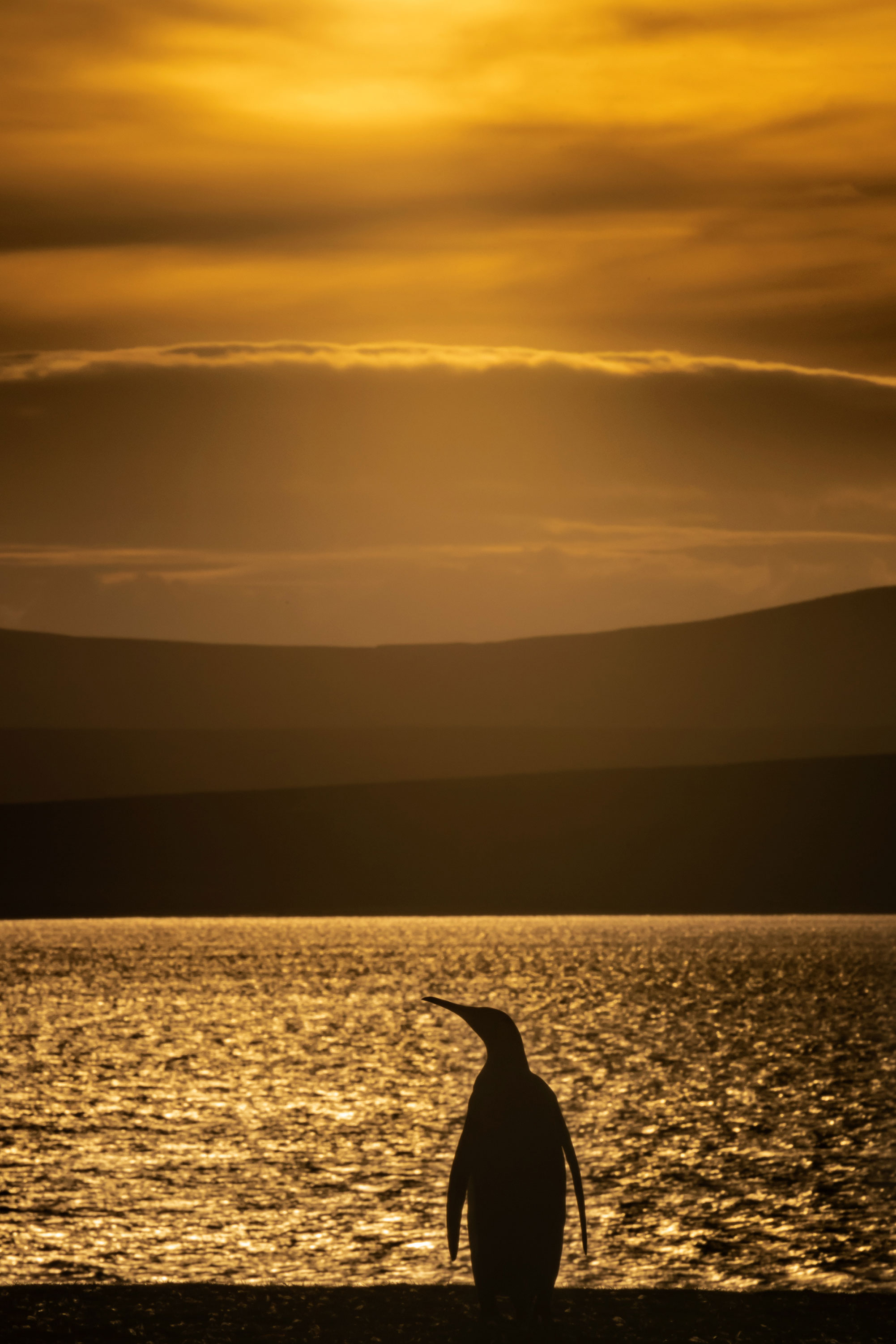 PT VOL 24 - Travel - Falkland Island - By Adriana Sanz