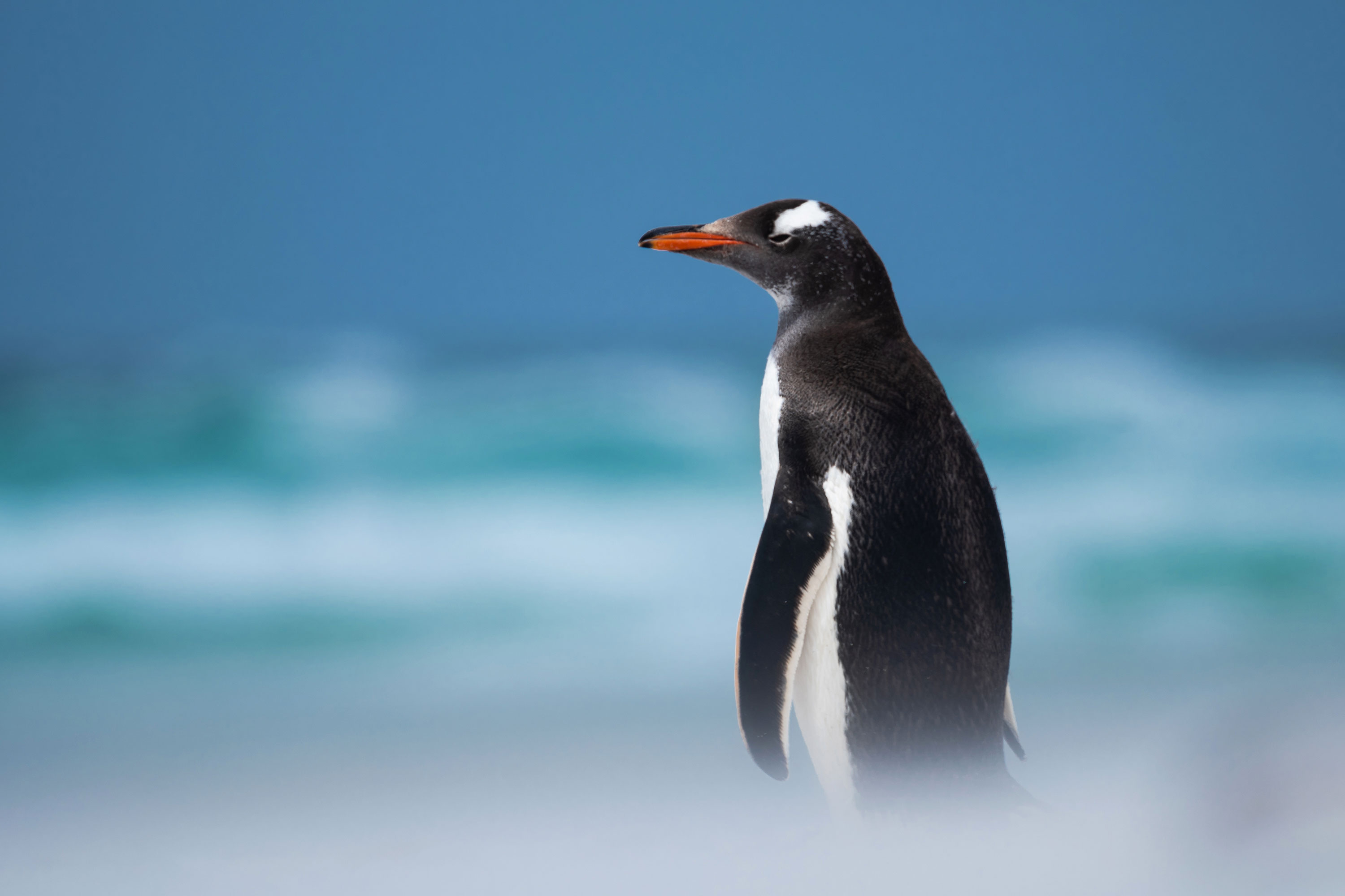 PT VOL 24 - Travel - Falkland Island - By Adriana Sanz