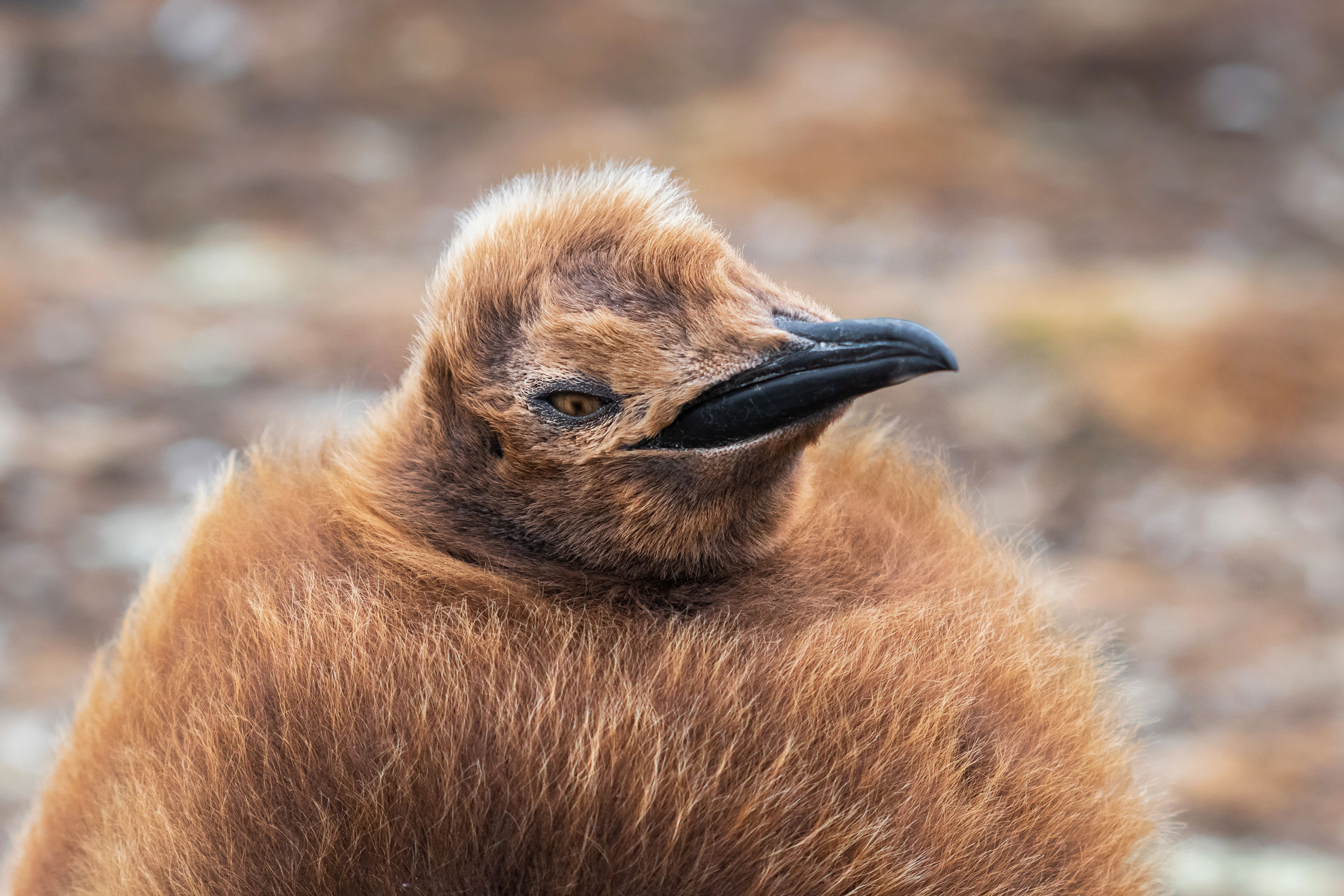 PT VOL 24 - Travel - Falkland Island - By Adriana Sanz