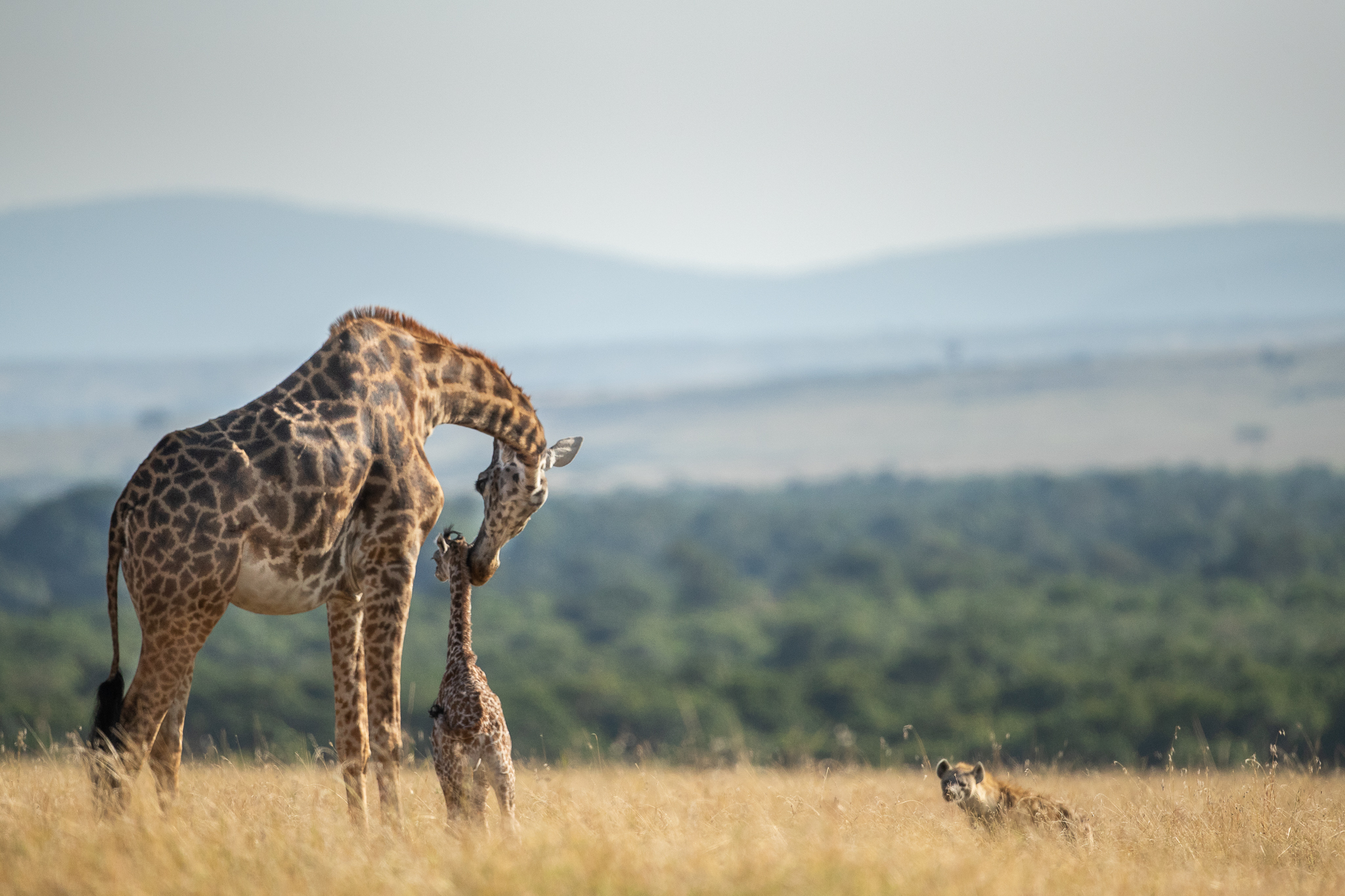 PT Vol 24 - Through the lens - Lion Giraffe Kill By Ramachandiran Govindaraj