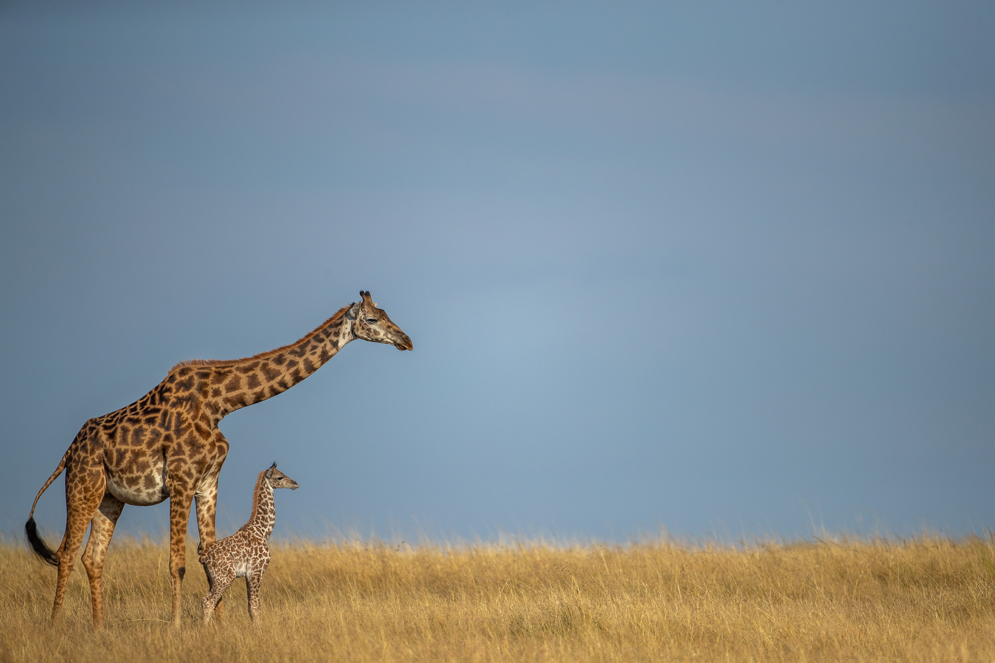 PT Vol 24 - Through the lens - Lion Giraffe Kill By Ramachandiran Govindaraj