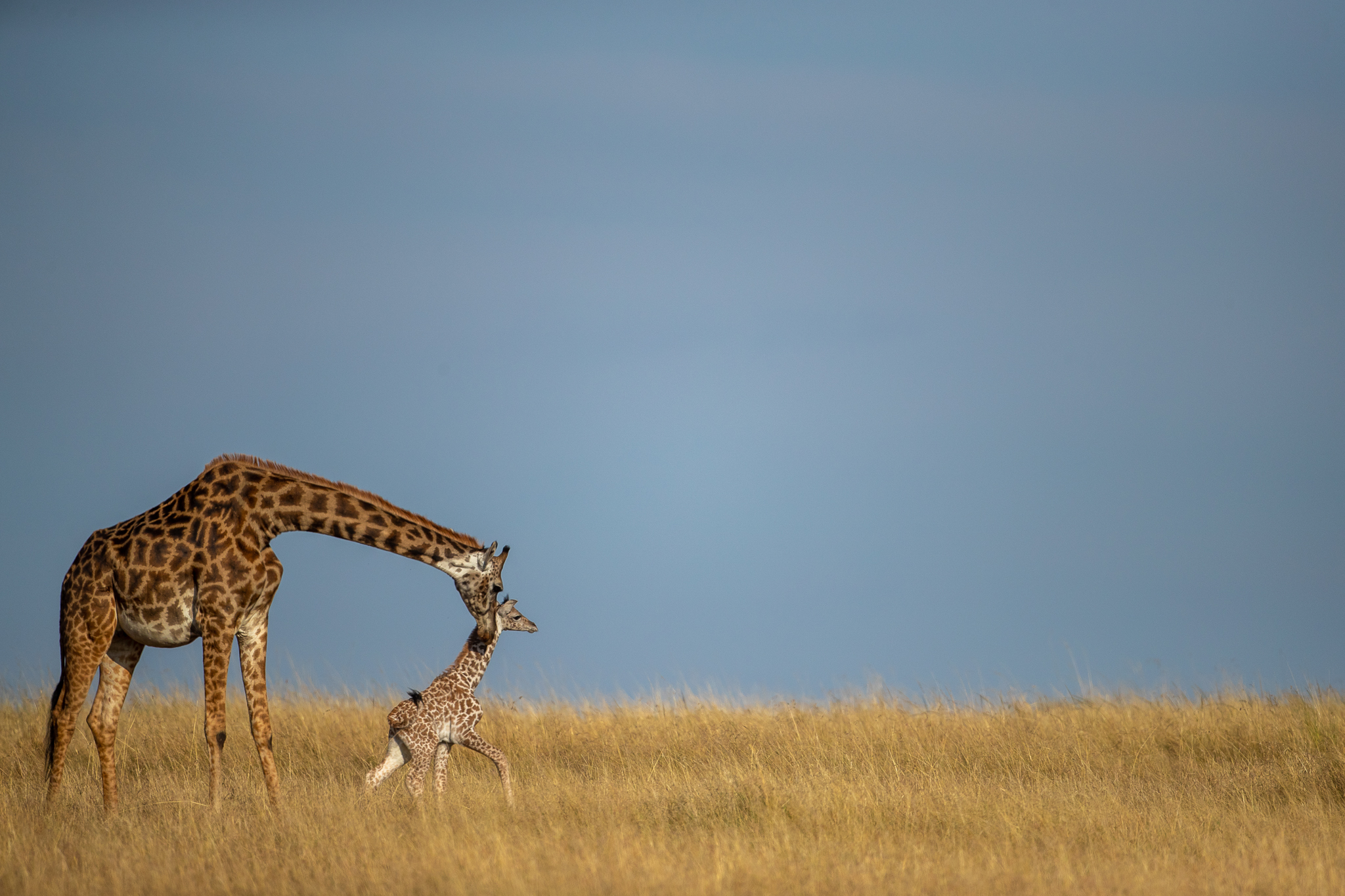 PT Vol 24 - Through the lens - Lion Giraffe Kill By Ramachandiran Govindaraj