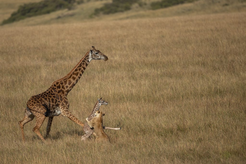 PT Vol 24 - Through the lens - Lion Giraffe Kill By Ramachandiran Govindaraj