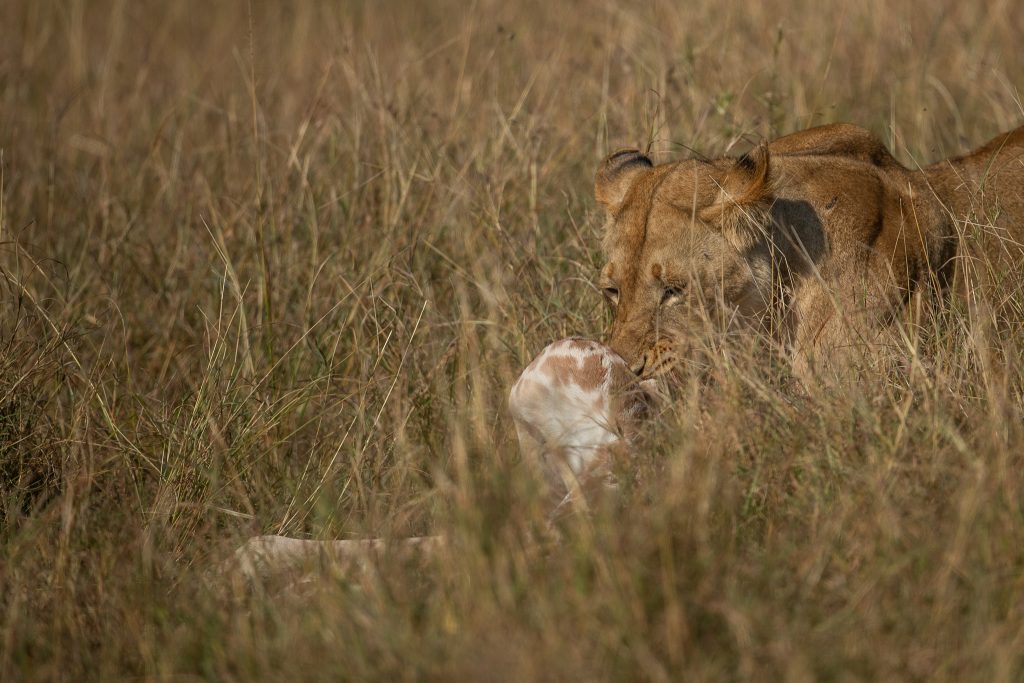 PT Vol 24 - Through the lens - Lion Giraffe Kill By Ramachandiran Govindaraj