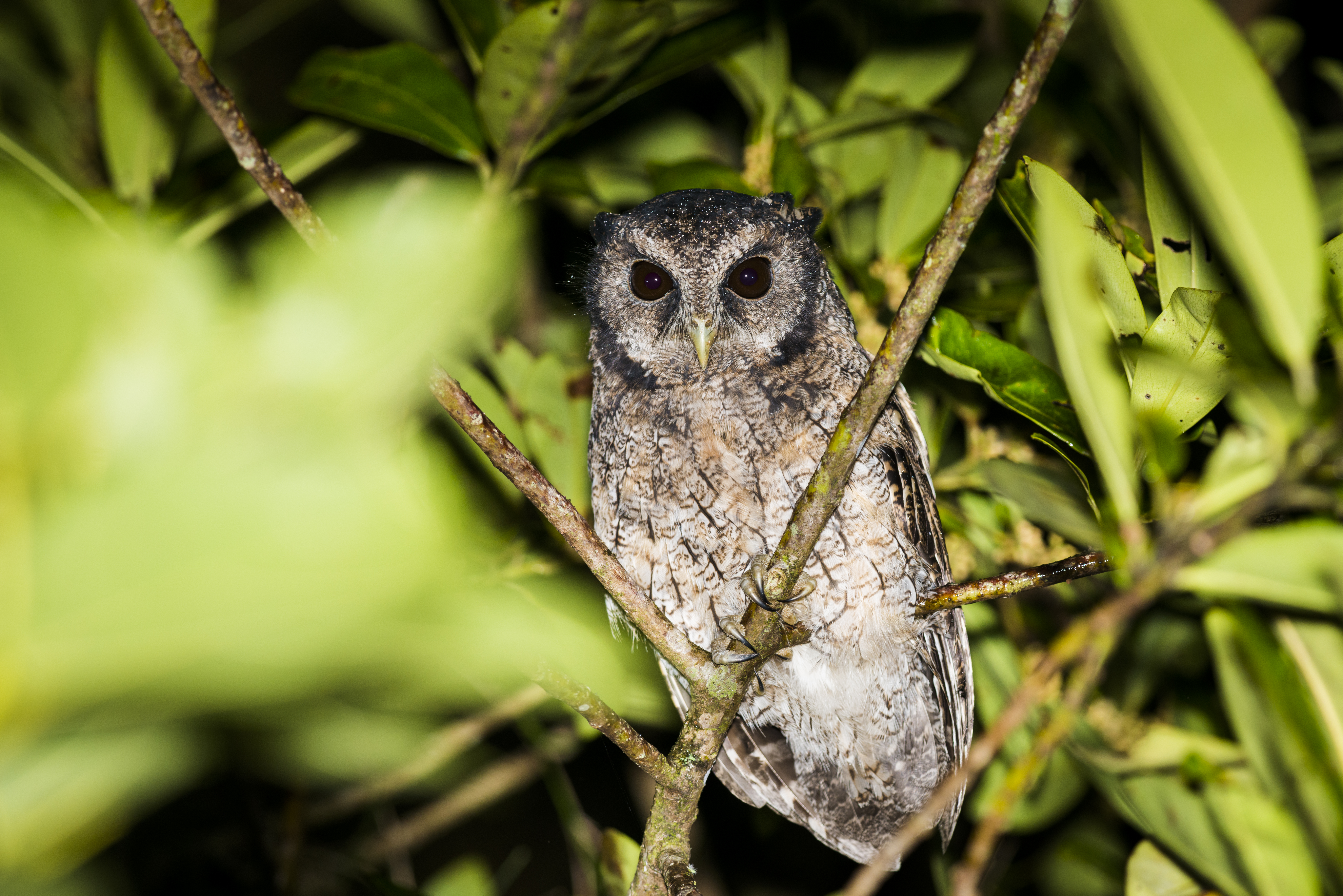 PT Explorers Vol 23 Species - Brazilian Owls