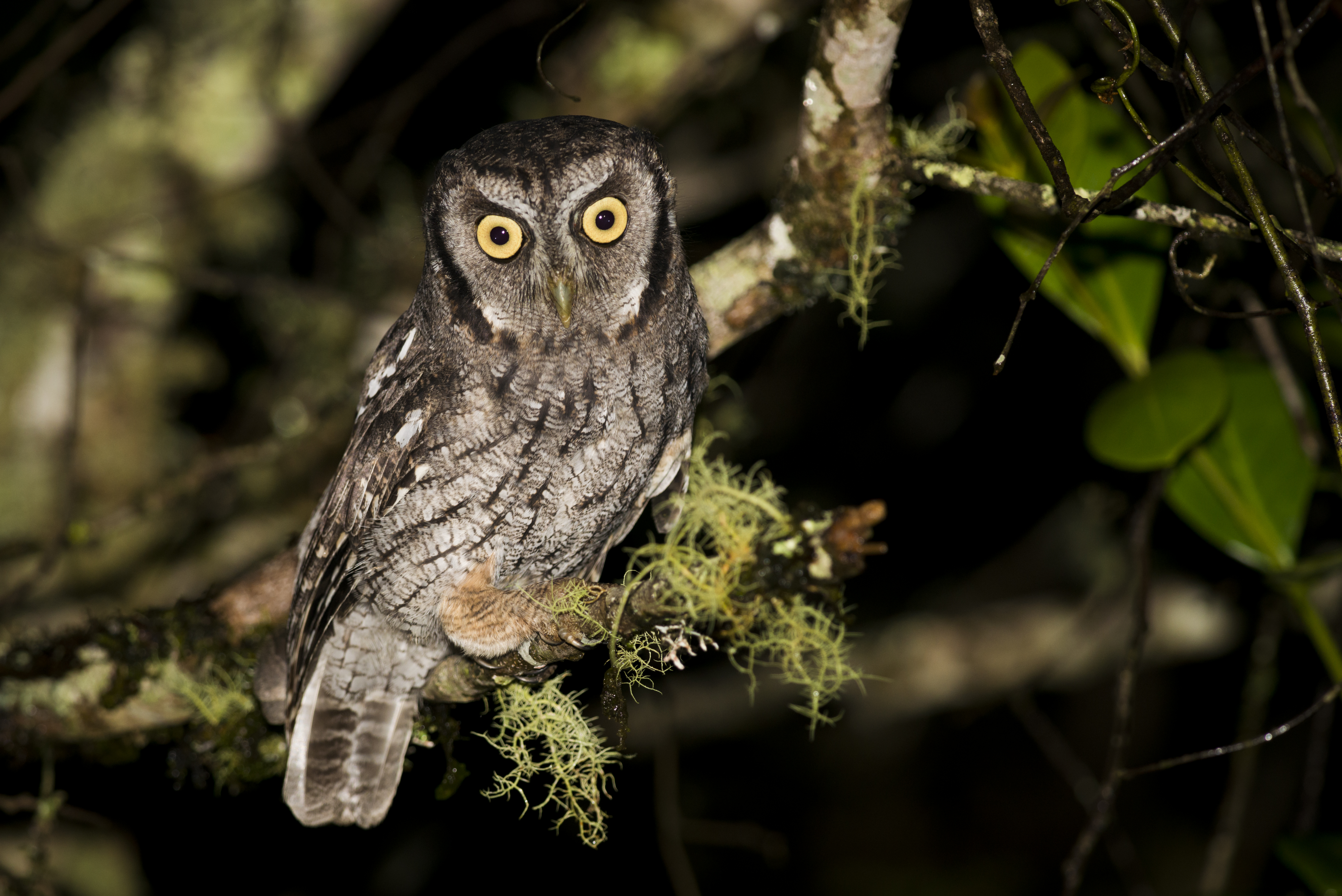PT Explorers Vol 23 Species - Brazilian Owls