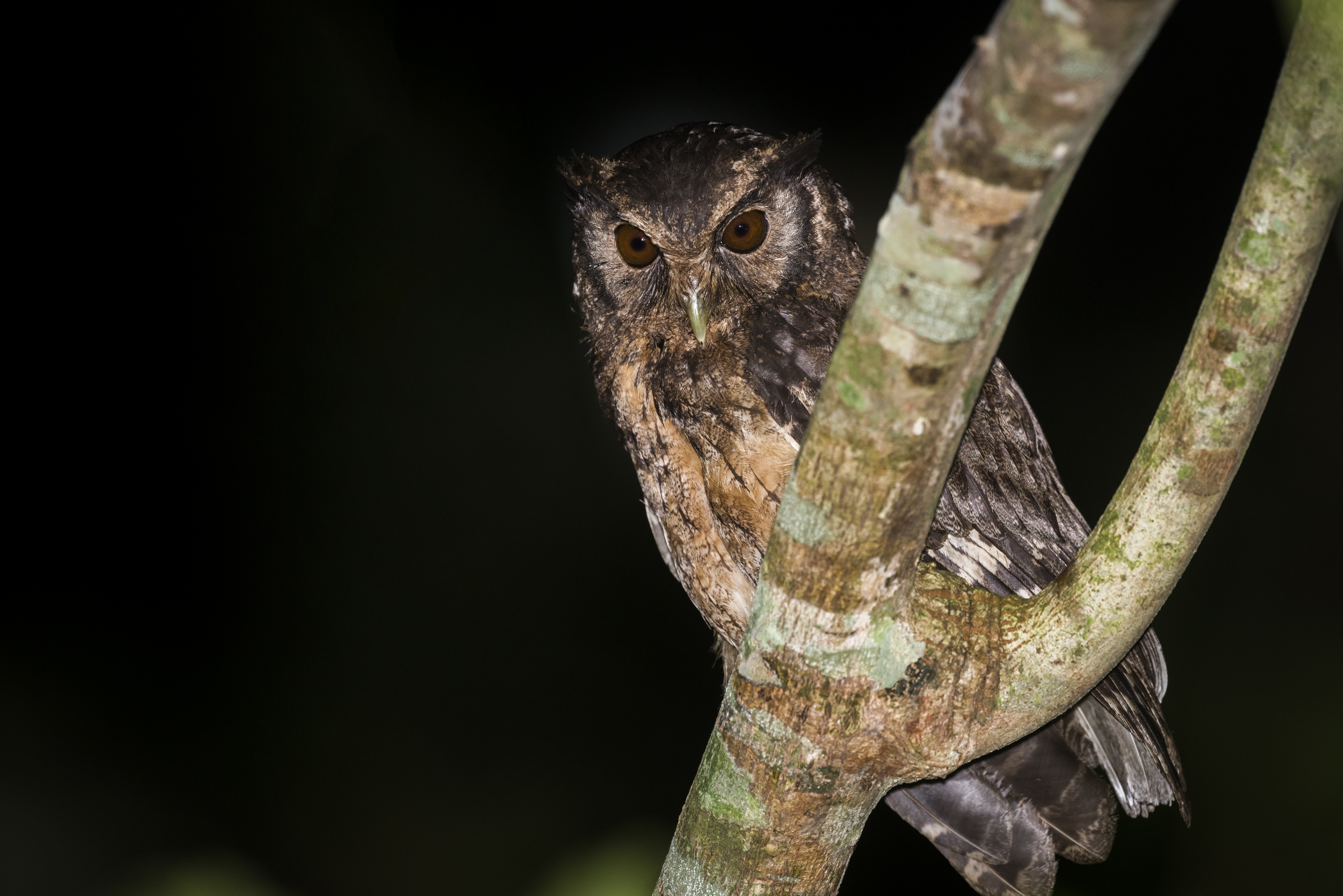 PT Explorers Vol 23 Species - Brazilian Owls