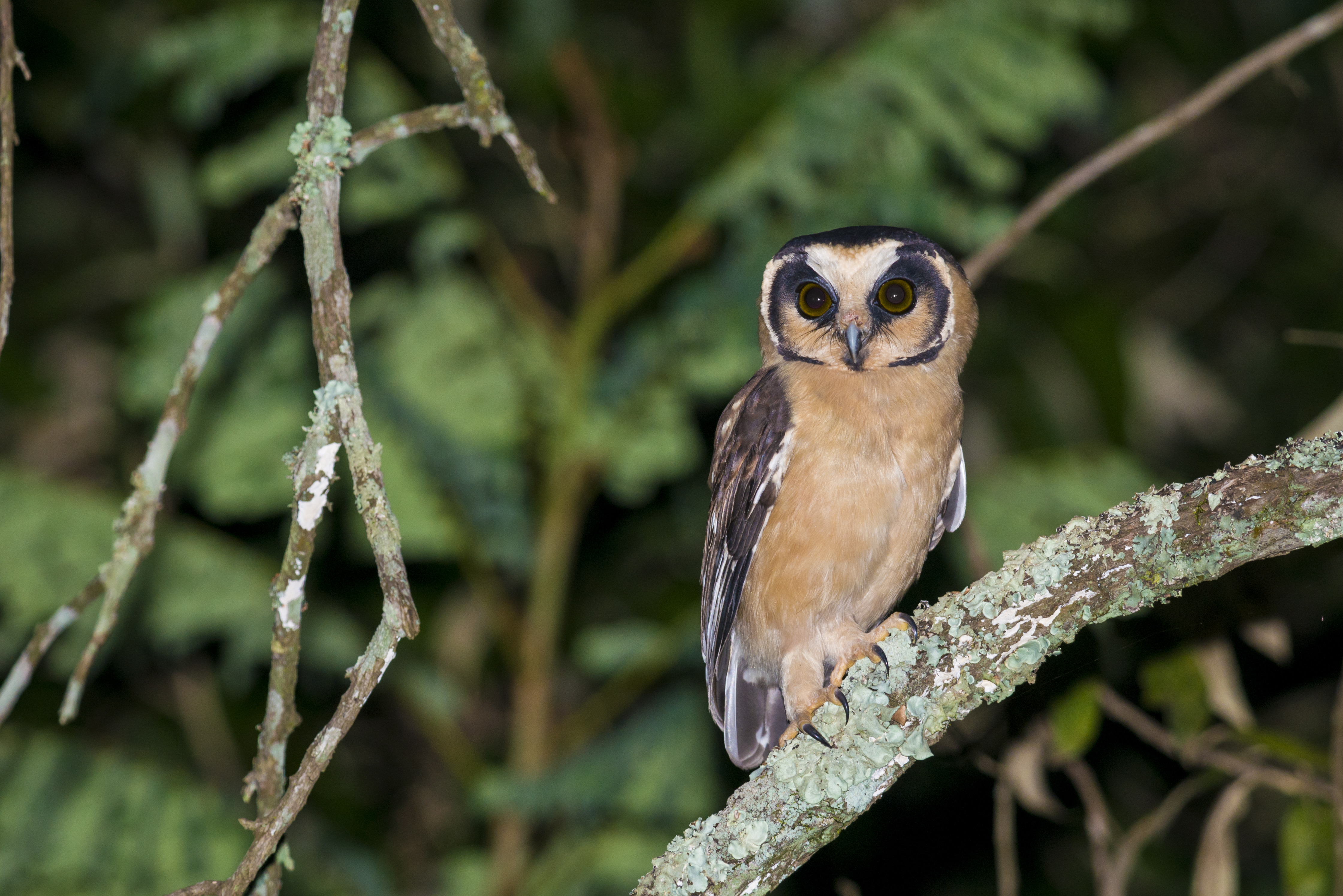 PT Explorers Vol 23 Species - Brazilian Owls