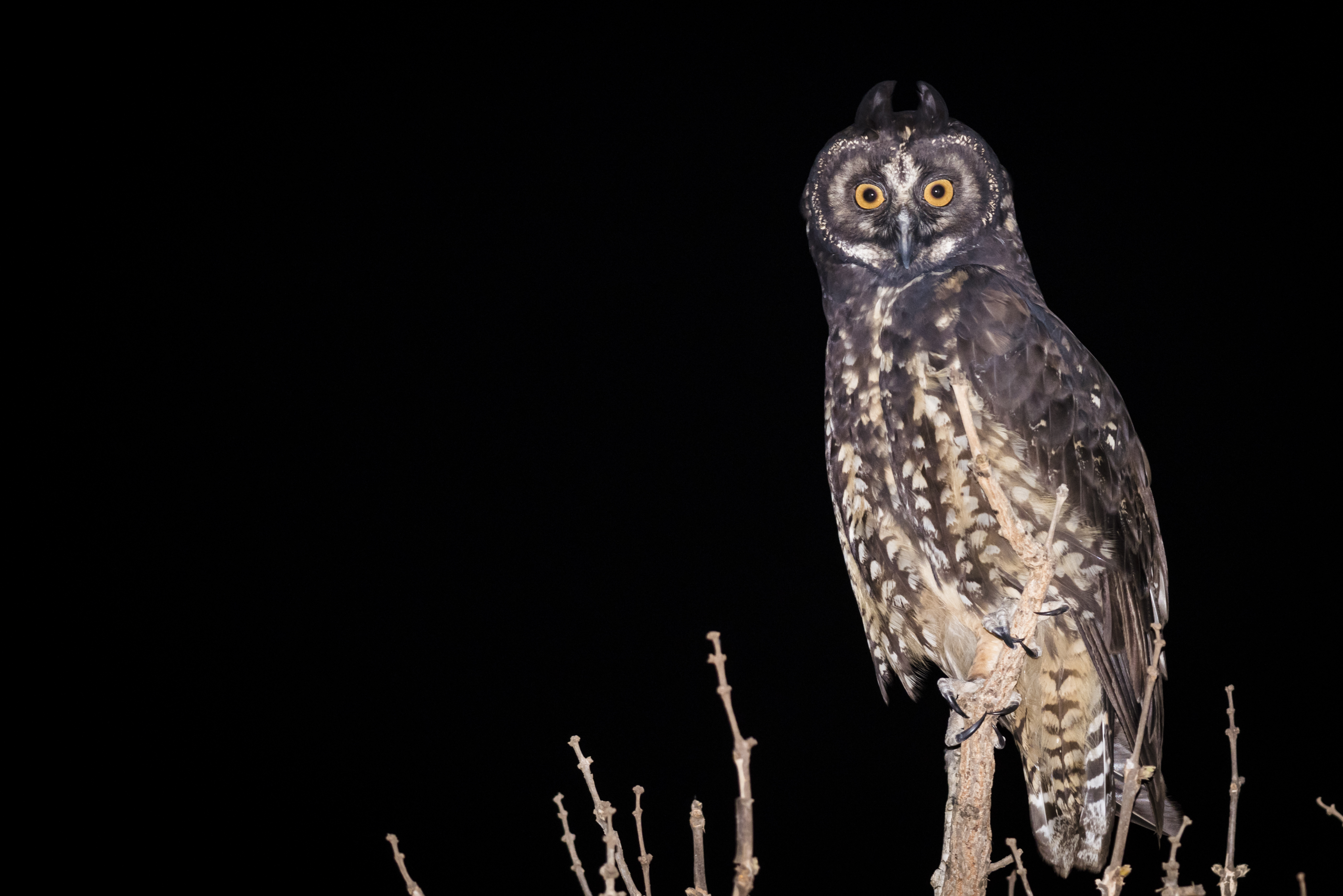 Brazilian Owls Paws Trails Magazine Wildlife Nature Brazilian Owls Paws Trails Magazine Wildlife Nature