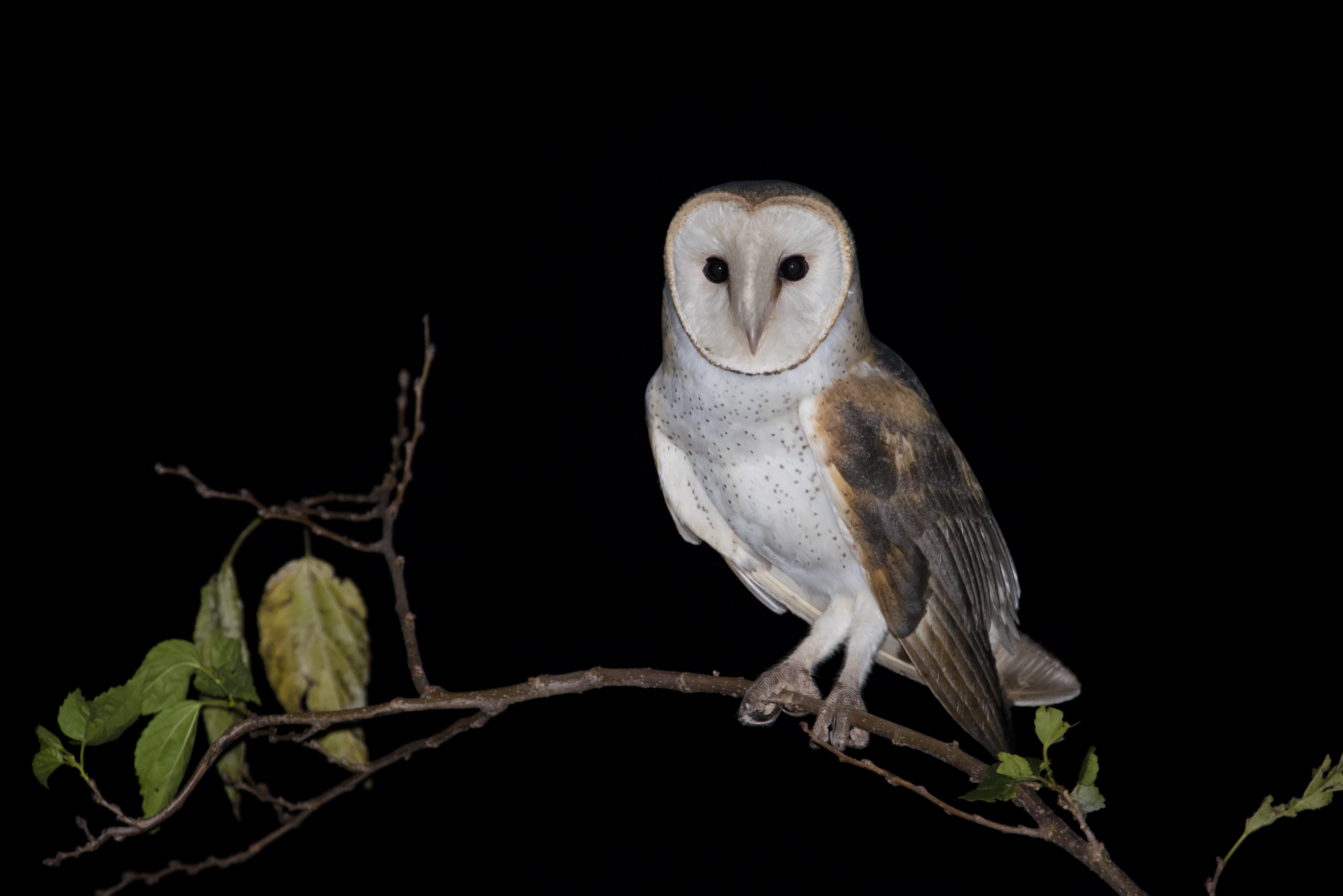 PT_Vol_24_Species_23