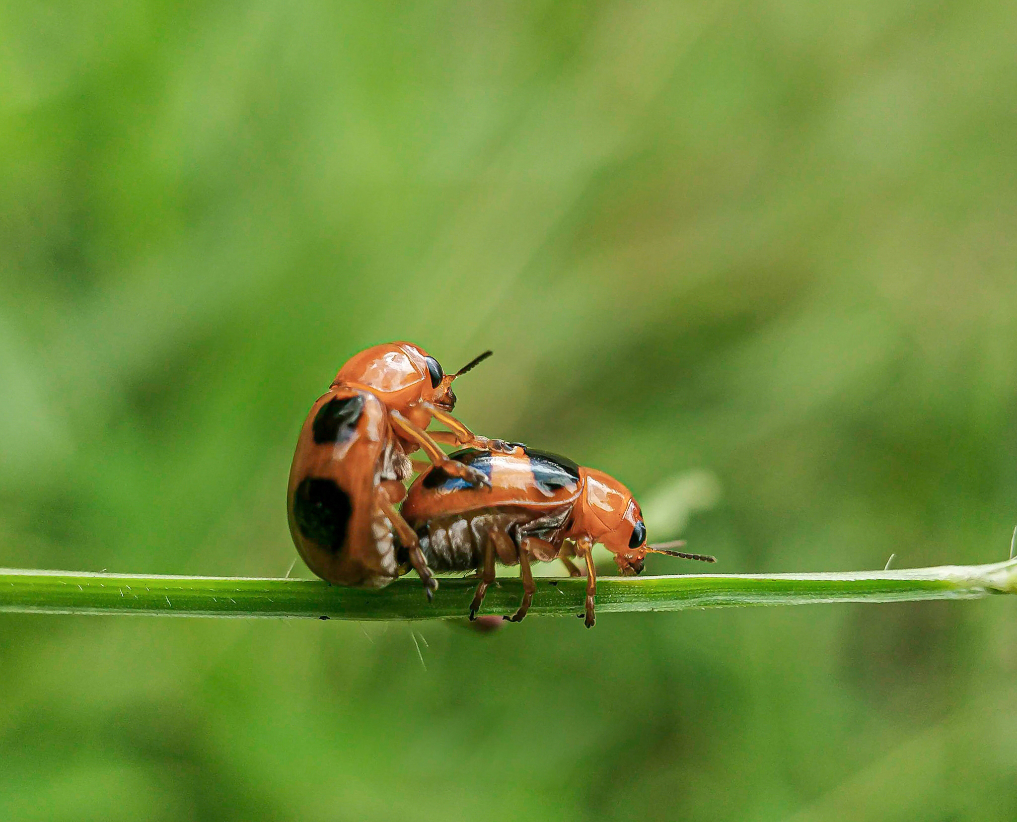 PT Vol 24 Tips - Mobile Macro Photography