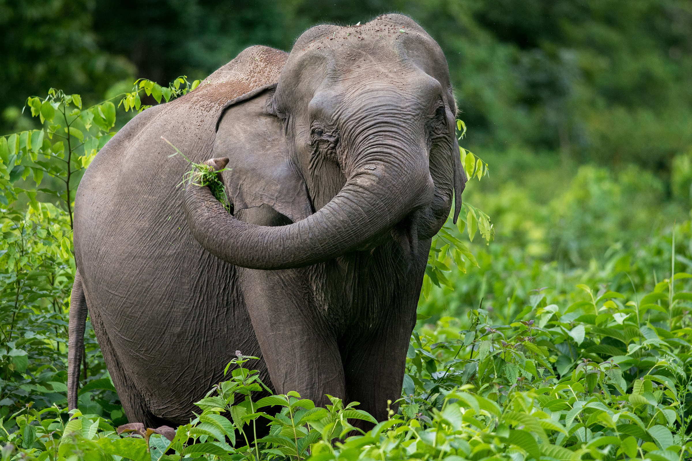 PT Aware Edition 12 Asian Elephant - Image by Arshdeep Singh