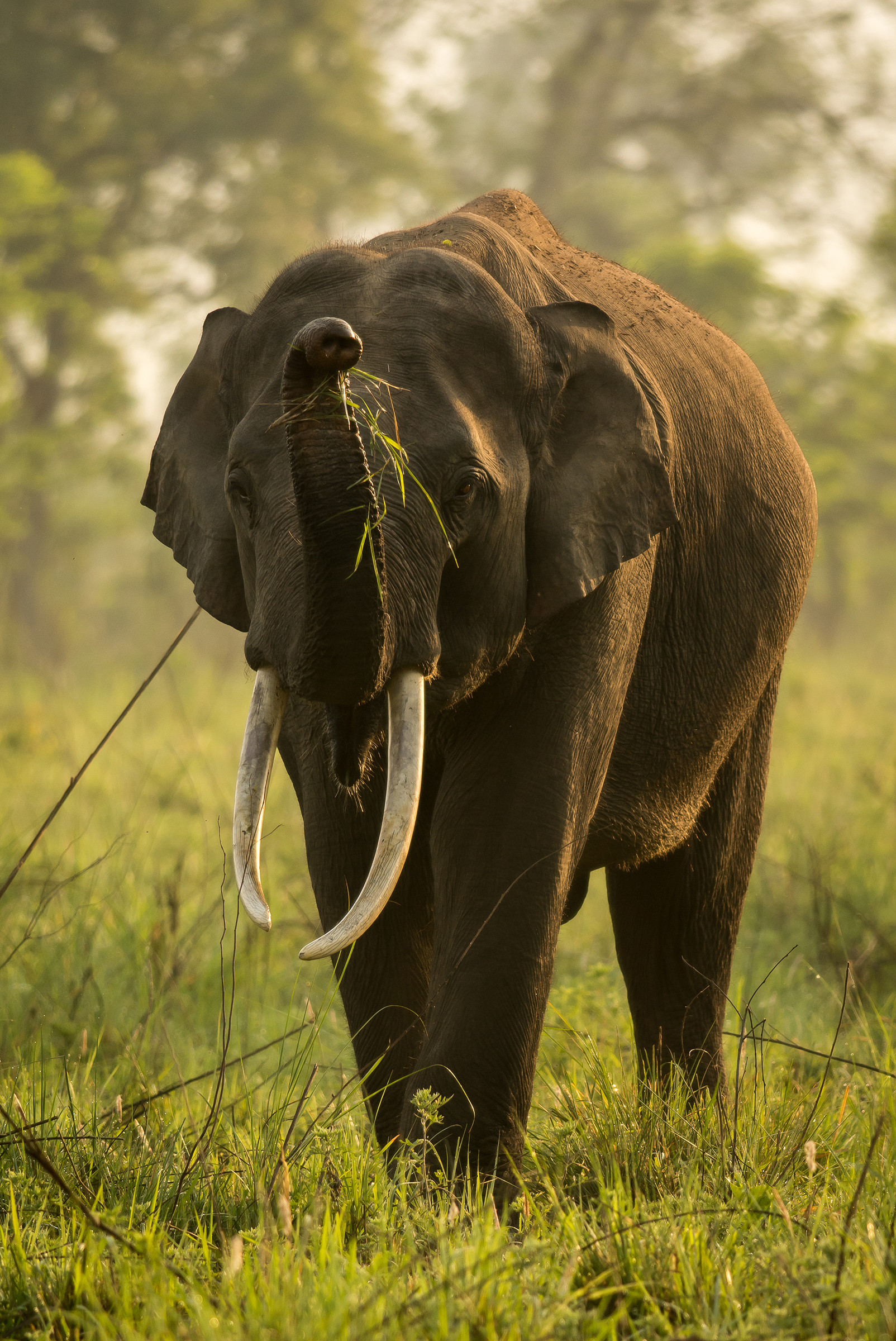 PT Aware Edition 12 Asian Elephant - Image Randeep Singh