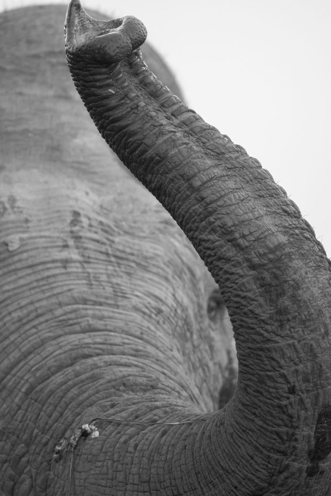 PT Aware Edition 12 Asian Elephant - Image Randeep Singh