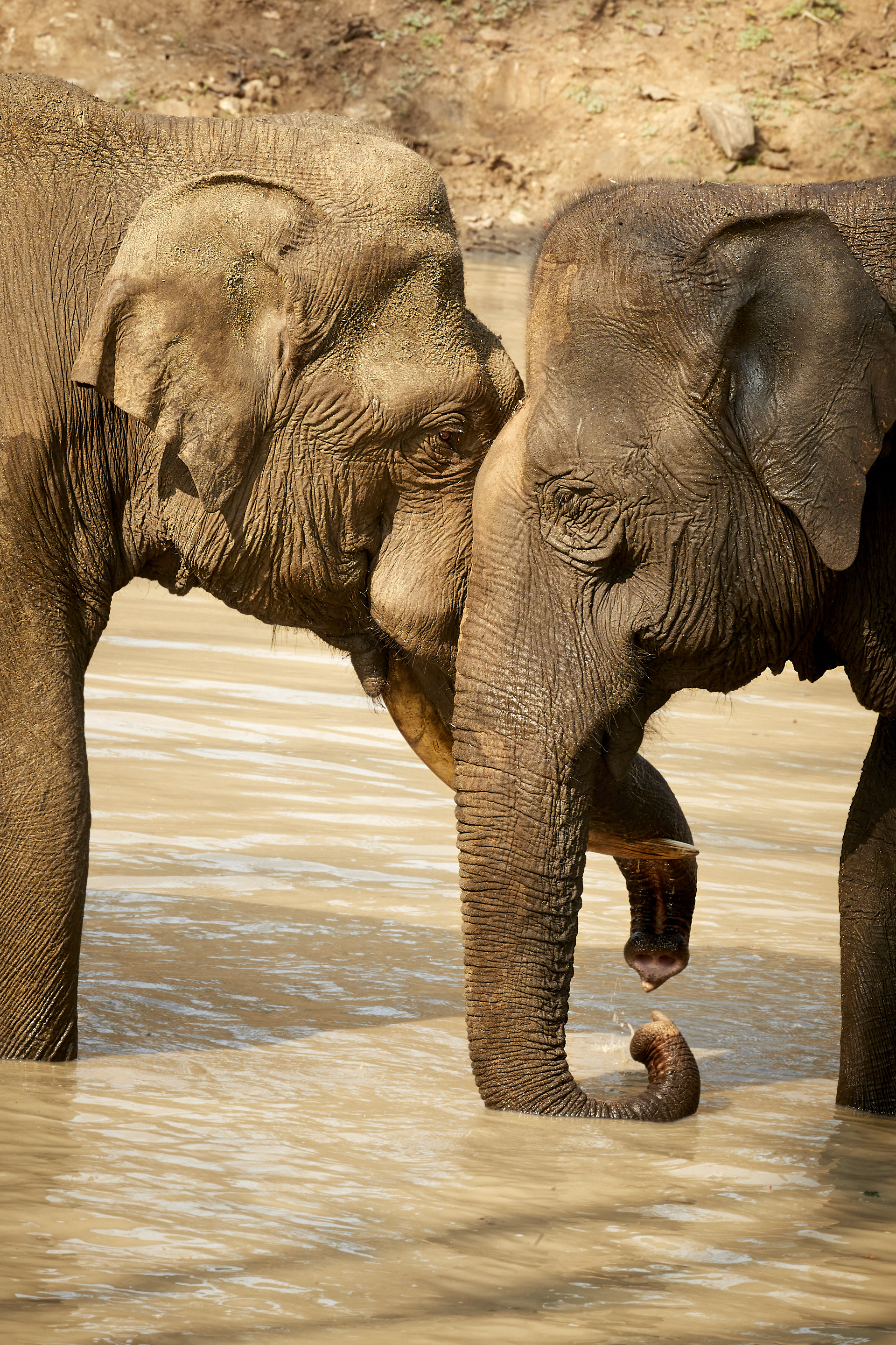 PT Aware Edition 12 Asian Elephant - Image by Peter Hudson