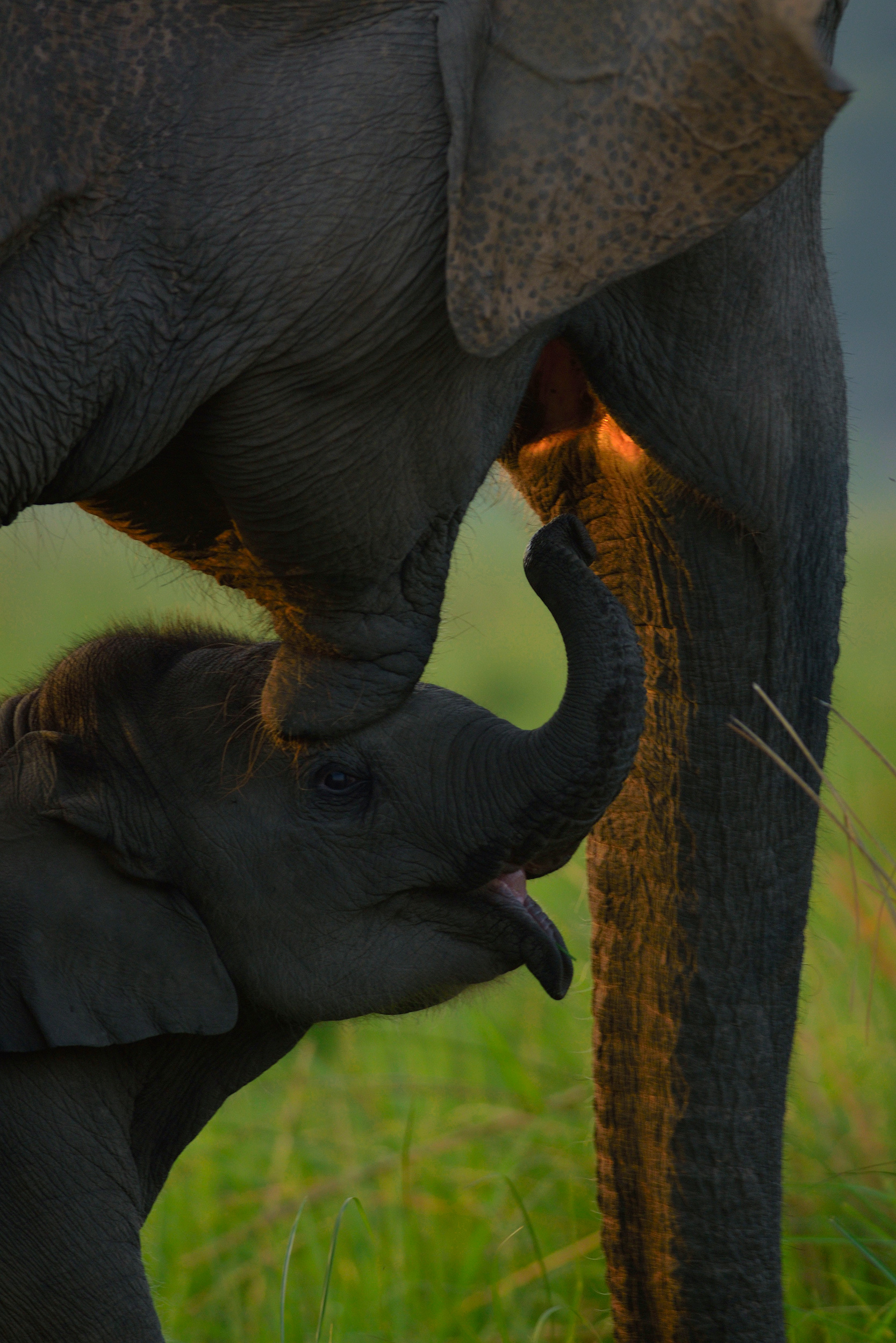 PT Aware Edition 12 Asian Elephant - Image by Varun Thakkar