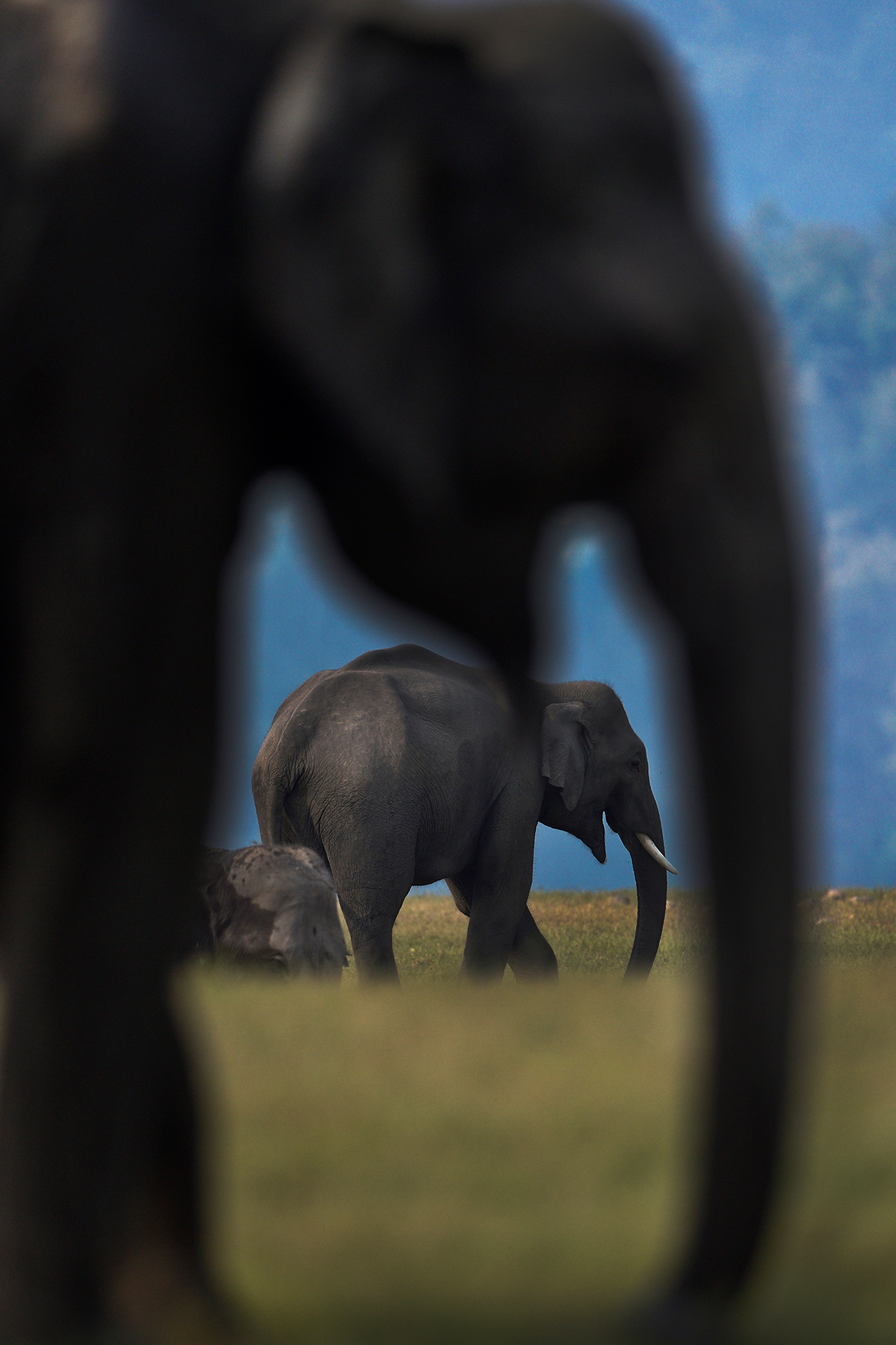 PT Aware Edition 12 Asian Elephant - Image by Varun Thakkar