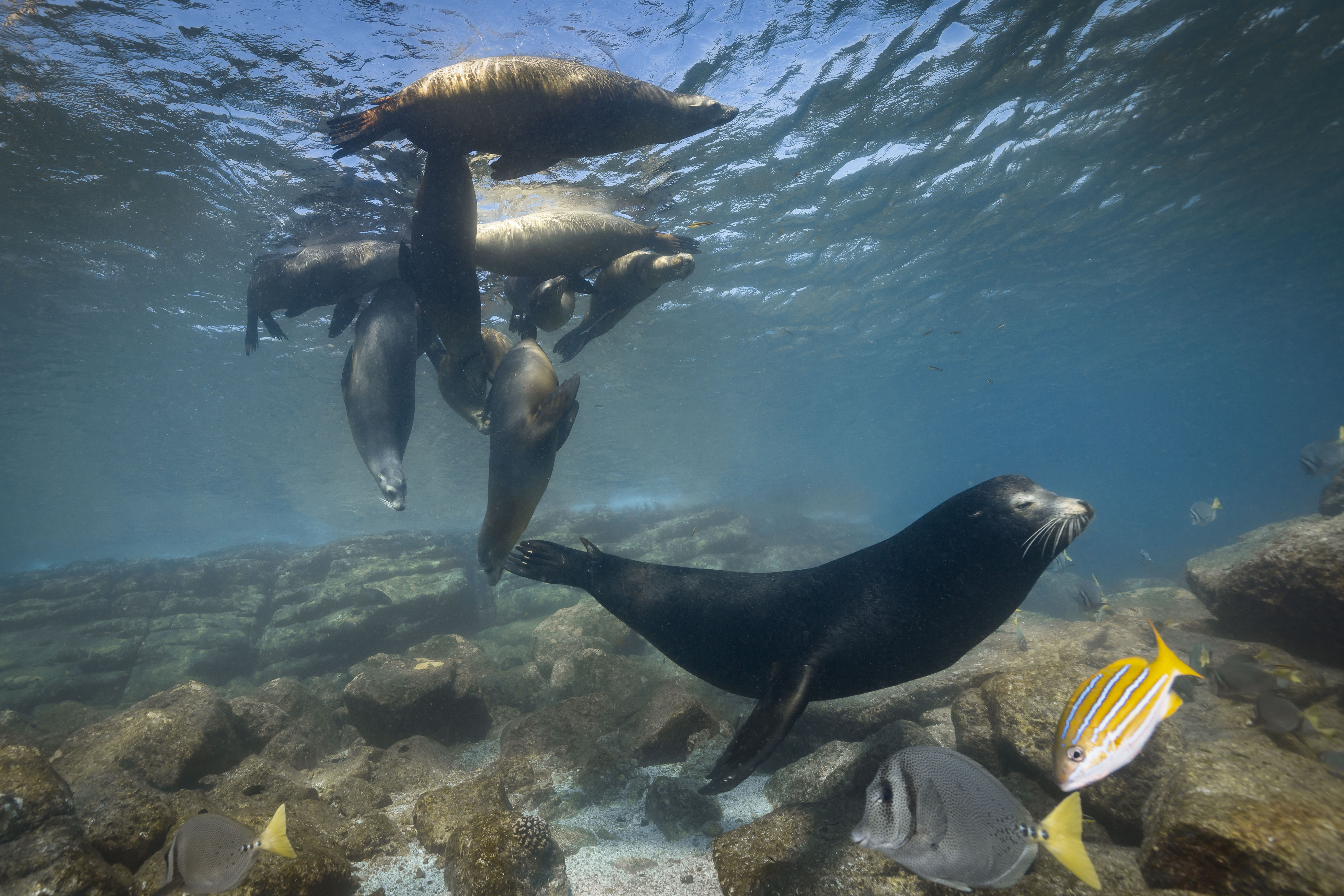 The Playful Sea Lions Of Baja California Paws Trails Magazine 