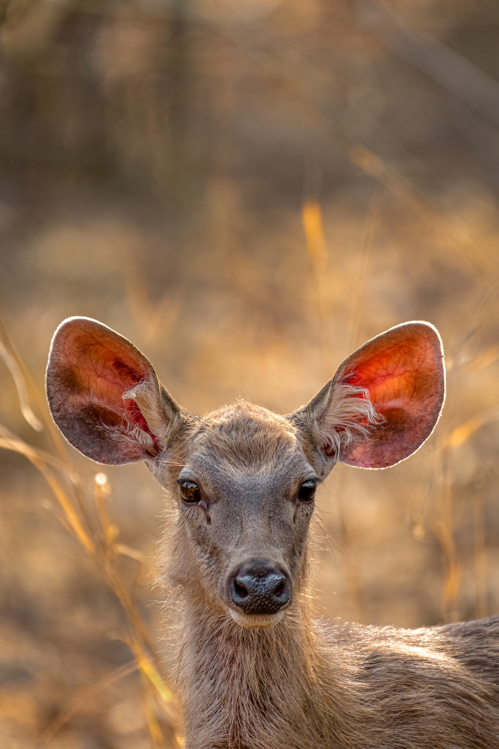 PT_Exp_Vol_32_TTL_Kaushik Vijayan